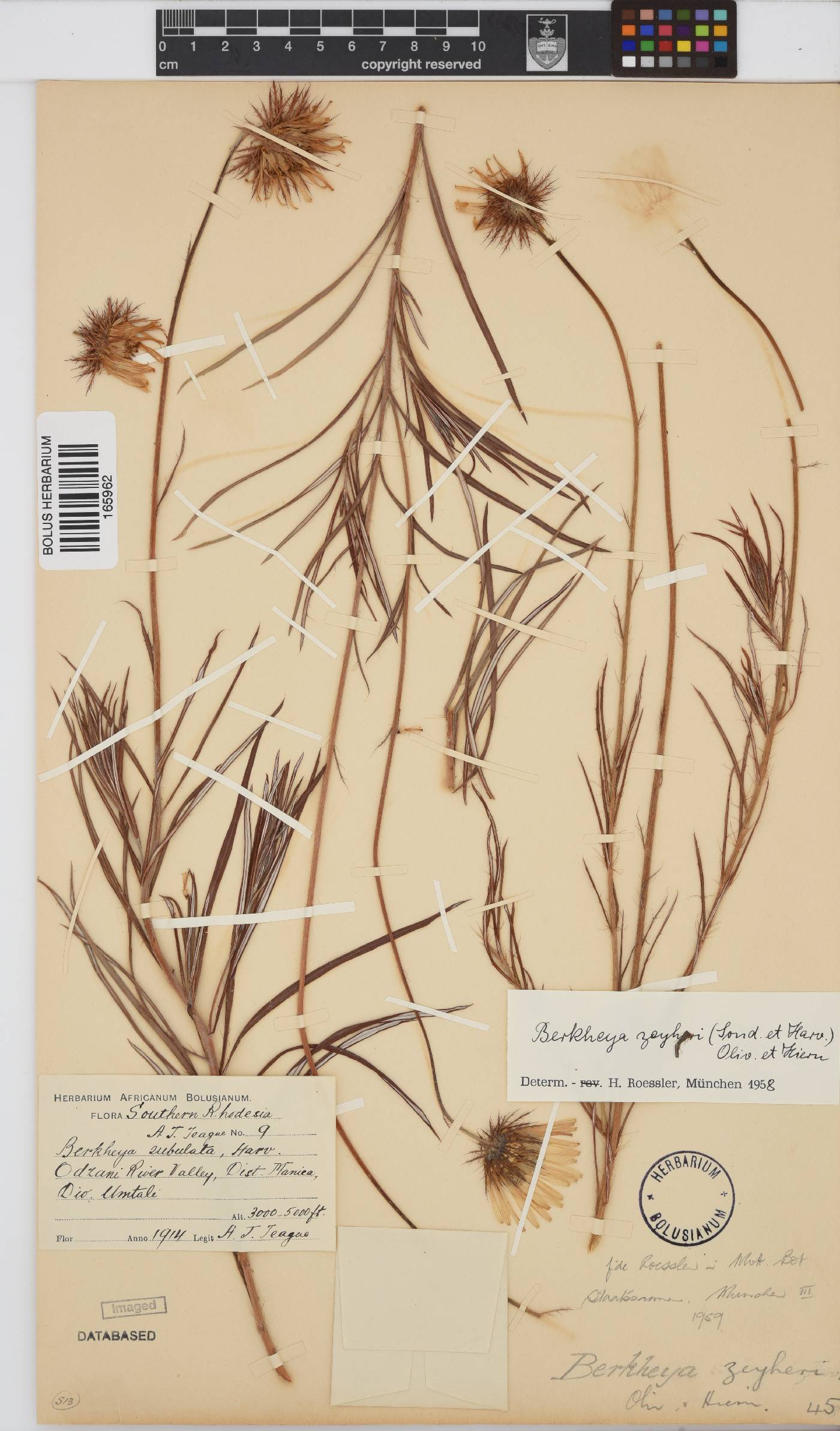 Berkheya zeyheri subsp. zeyheri image