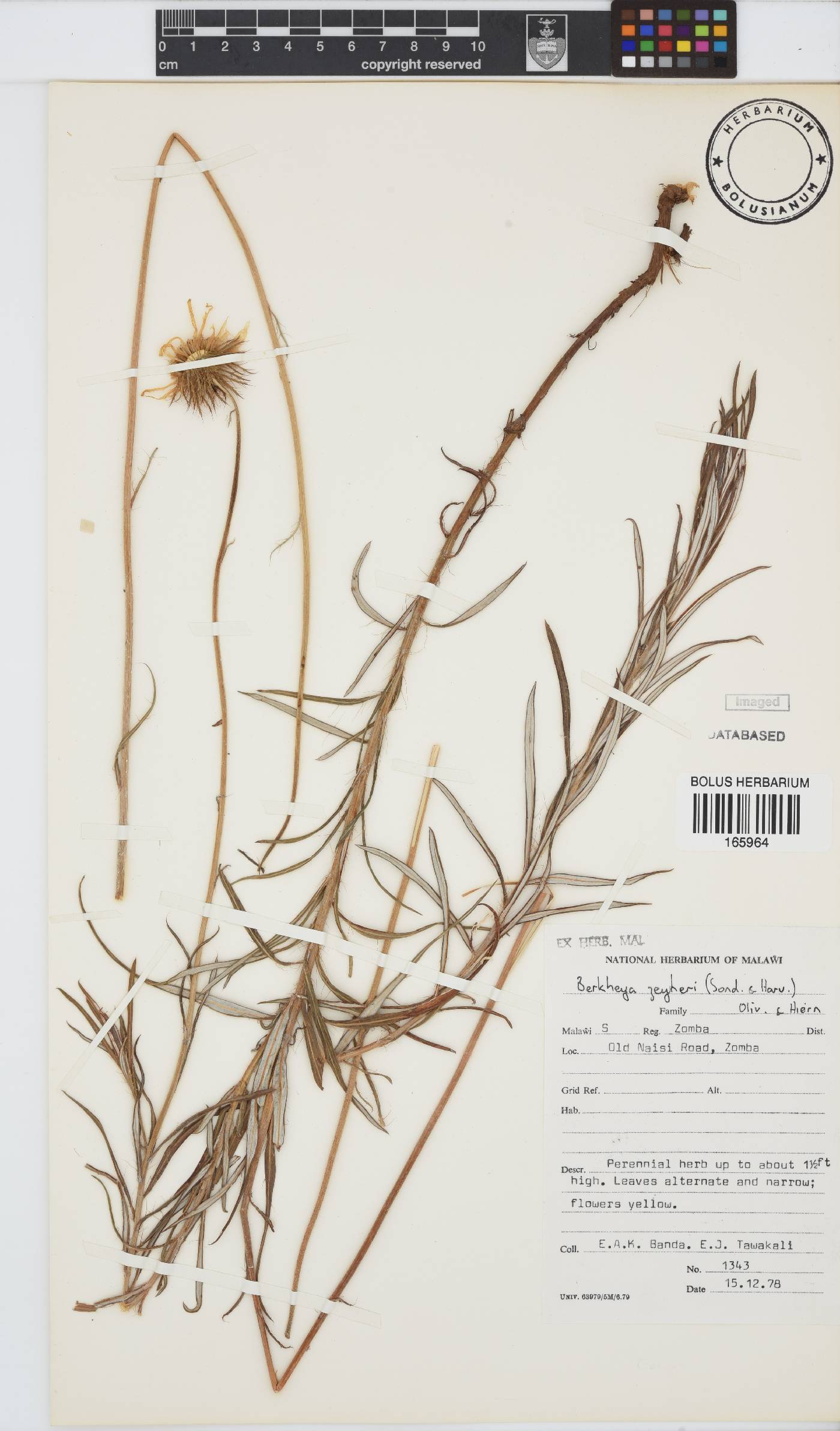Berkheya zeyheri image