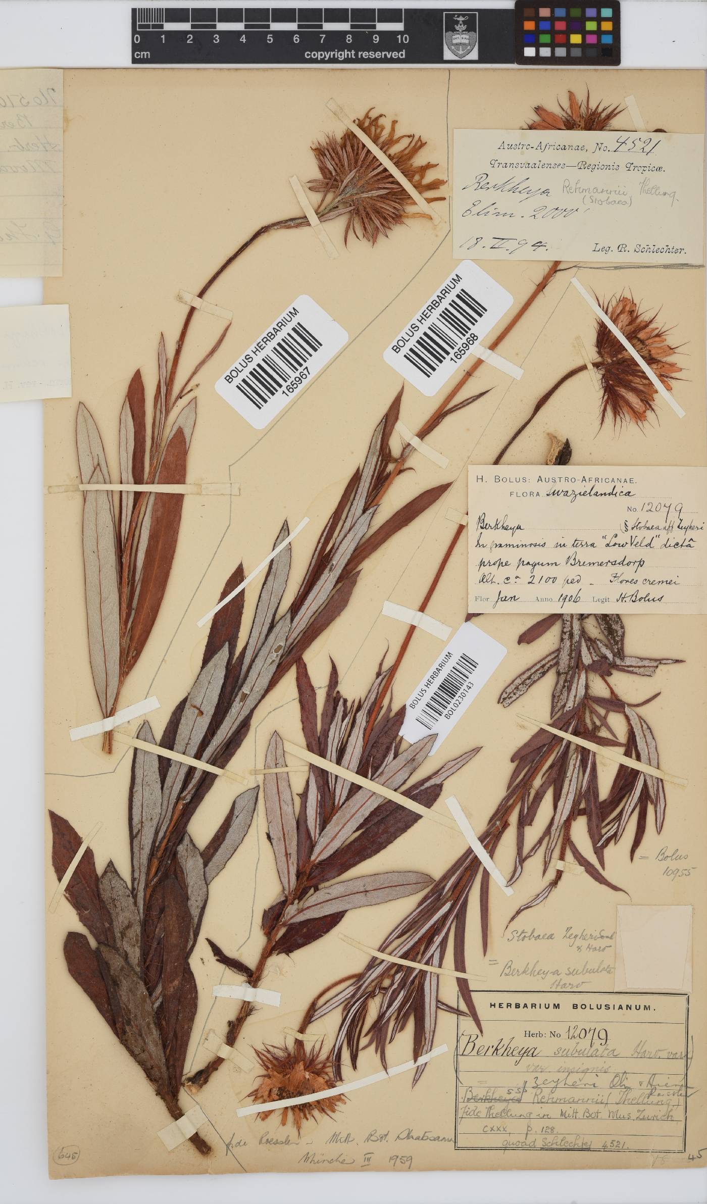 Berkheya zeyheri var. rehmannii image