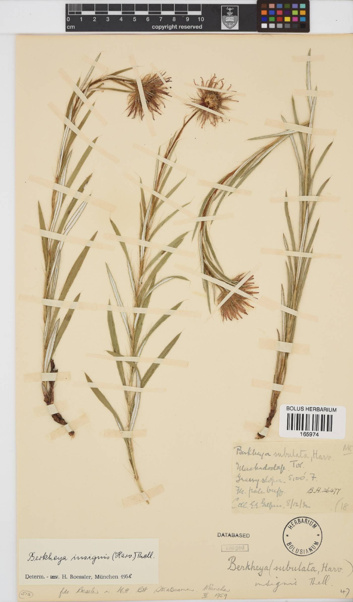 Berkheya insignis image