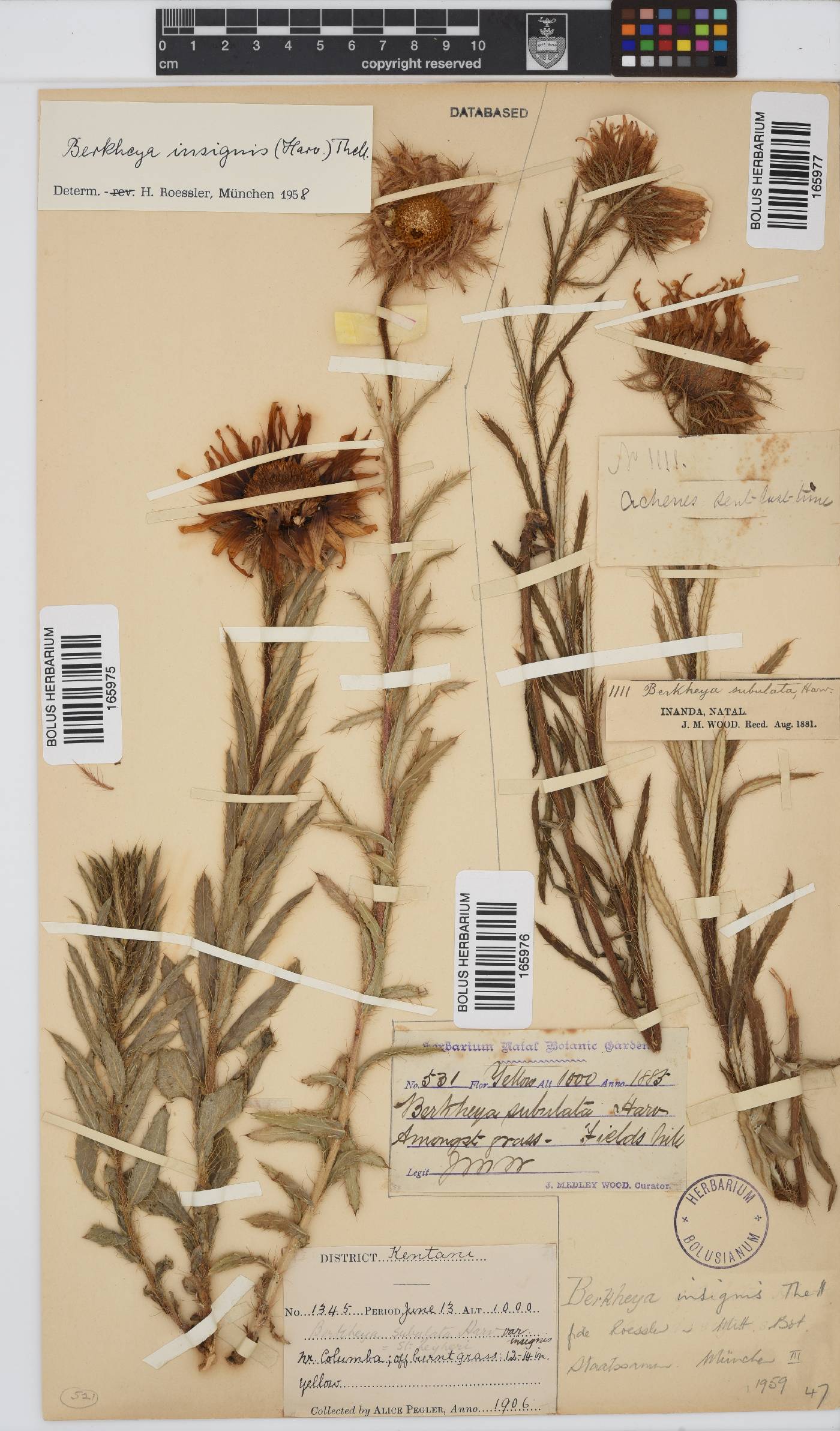 Berkheya insignis image