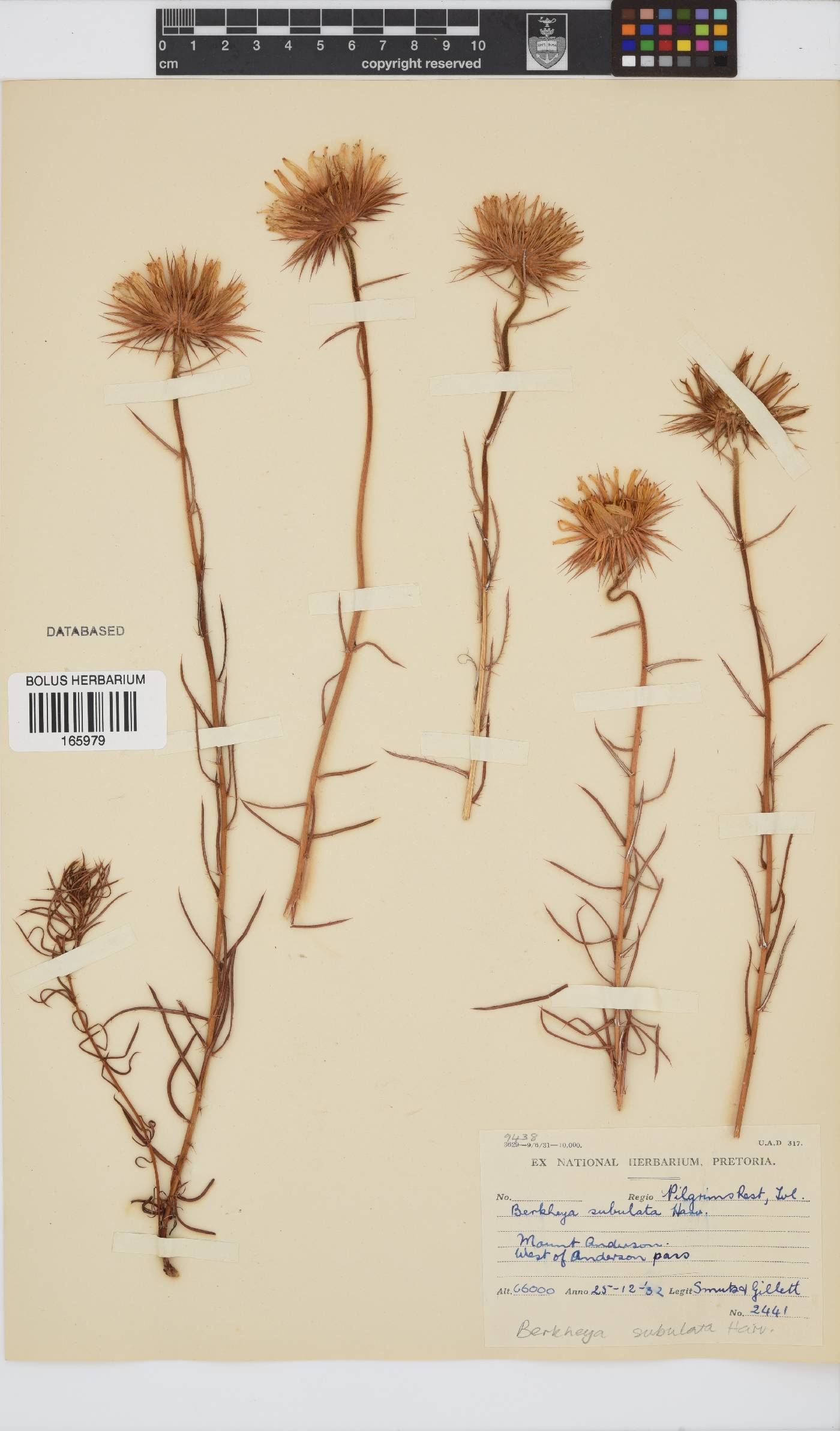 Berkheya subulata image