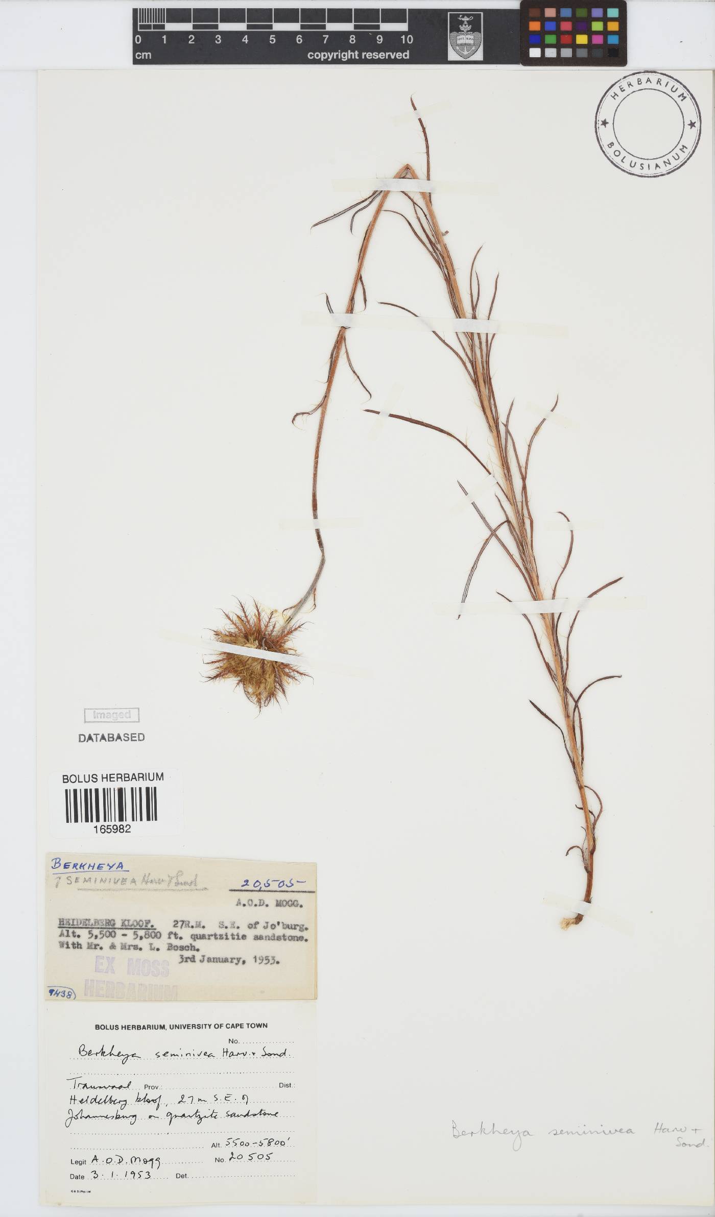 Berkheya seminivea image