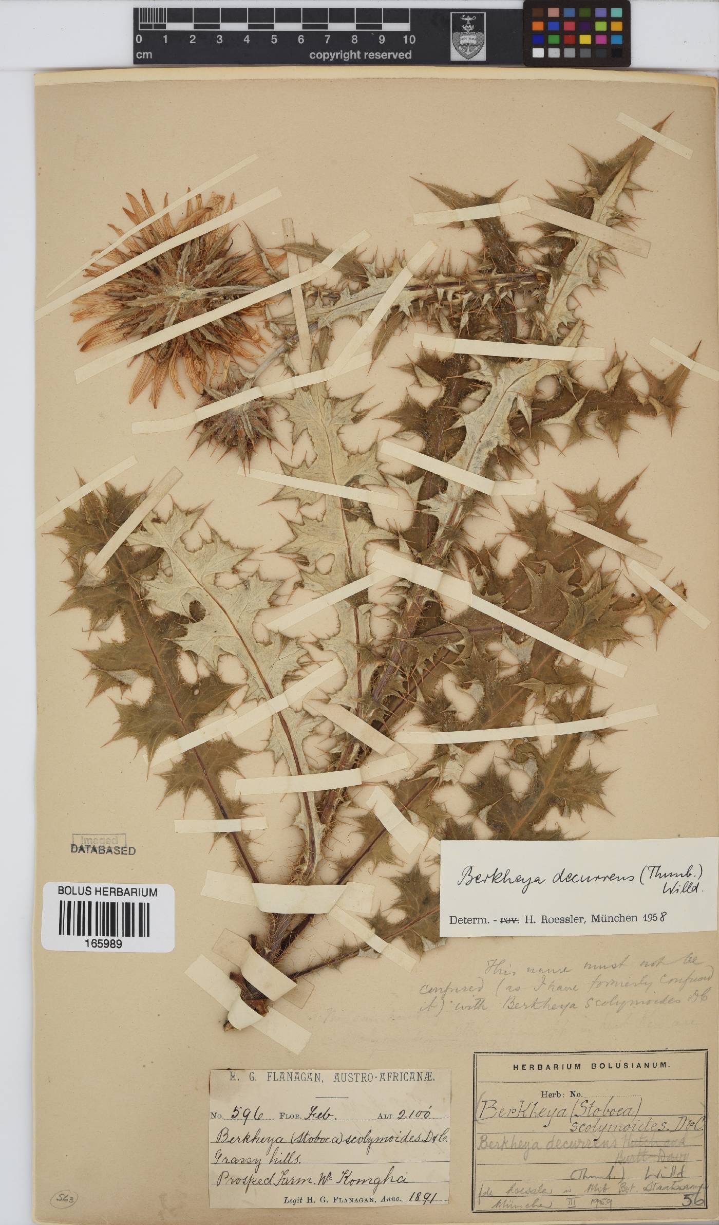 Berkheya decurrens image