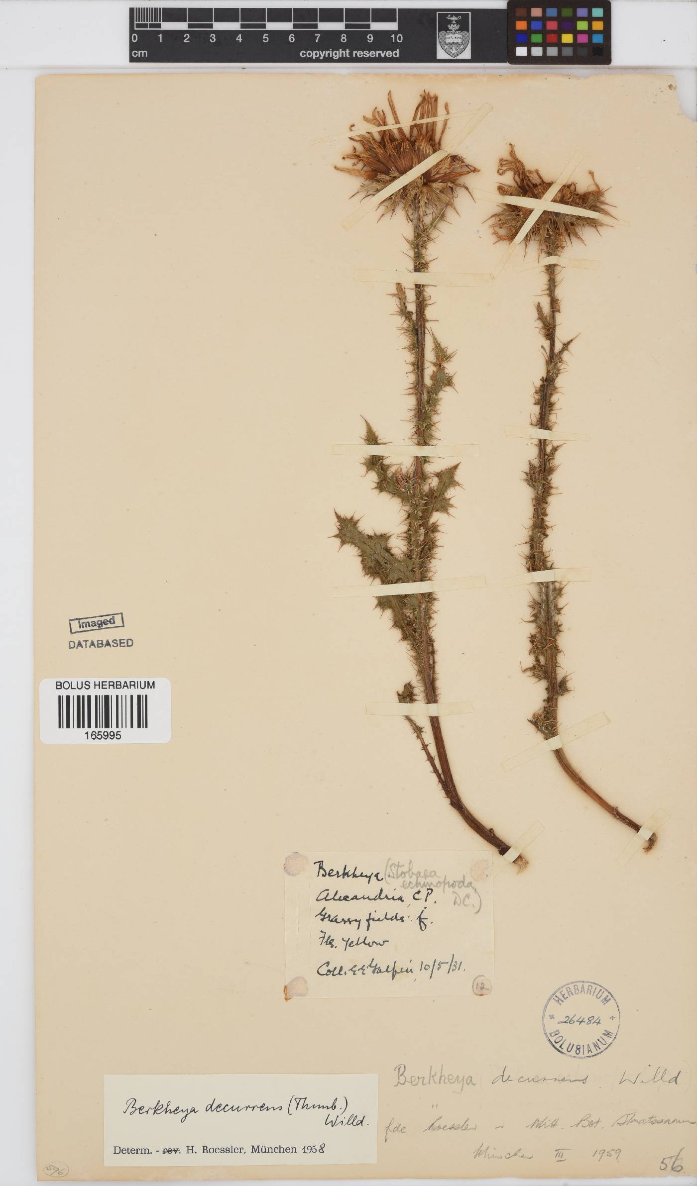Berkheya decurrens image
