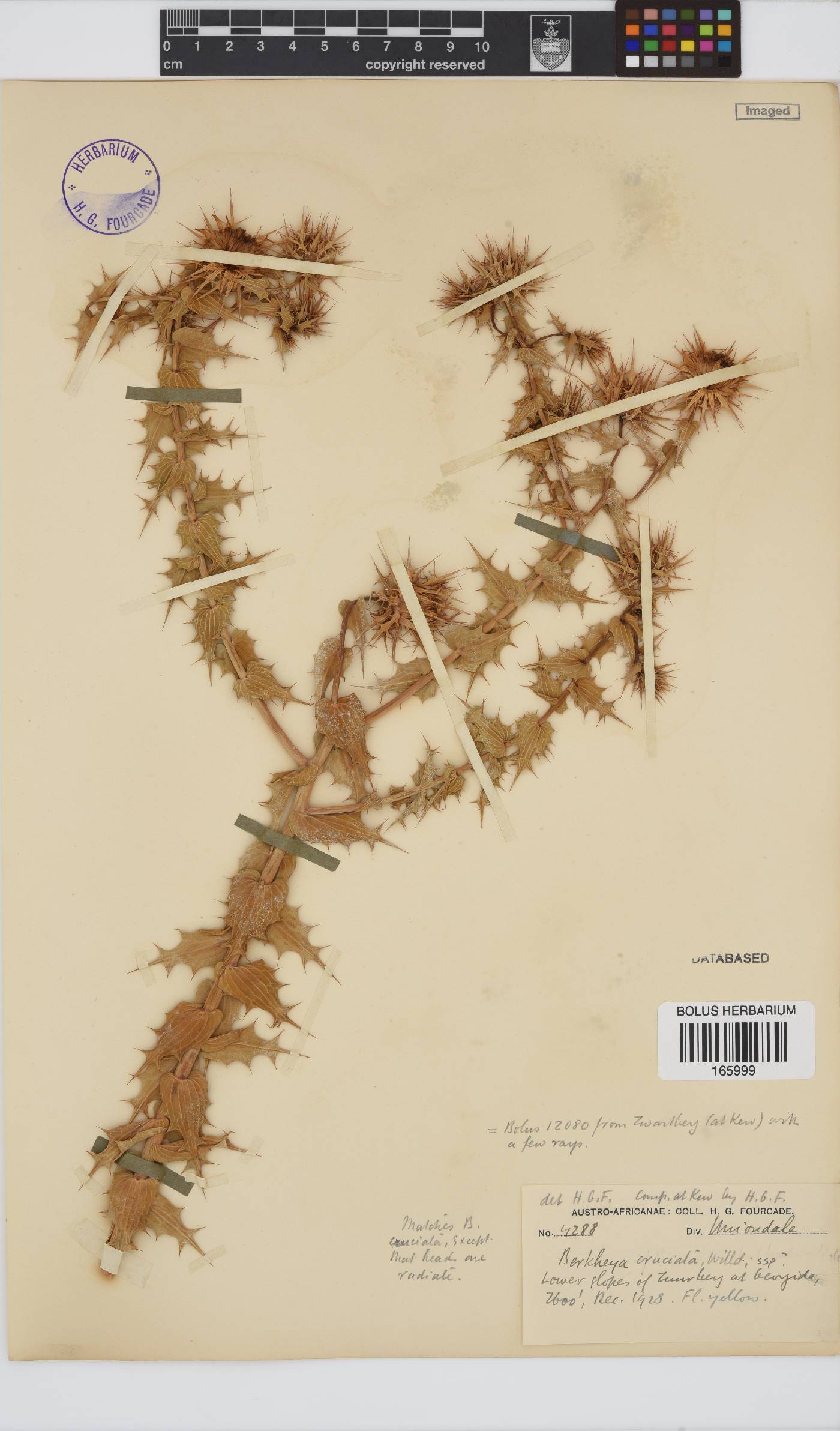 Berkheya cruciata image