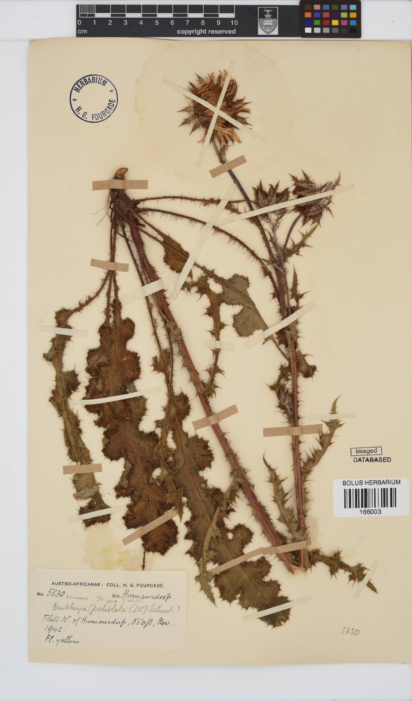 Berkheya decurrens image