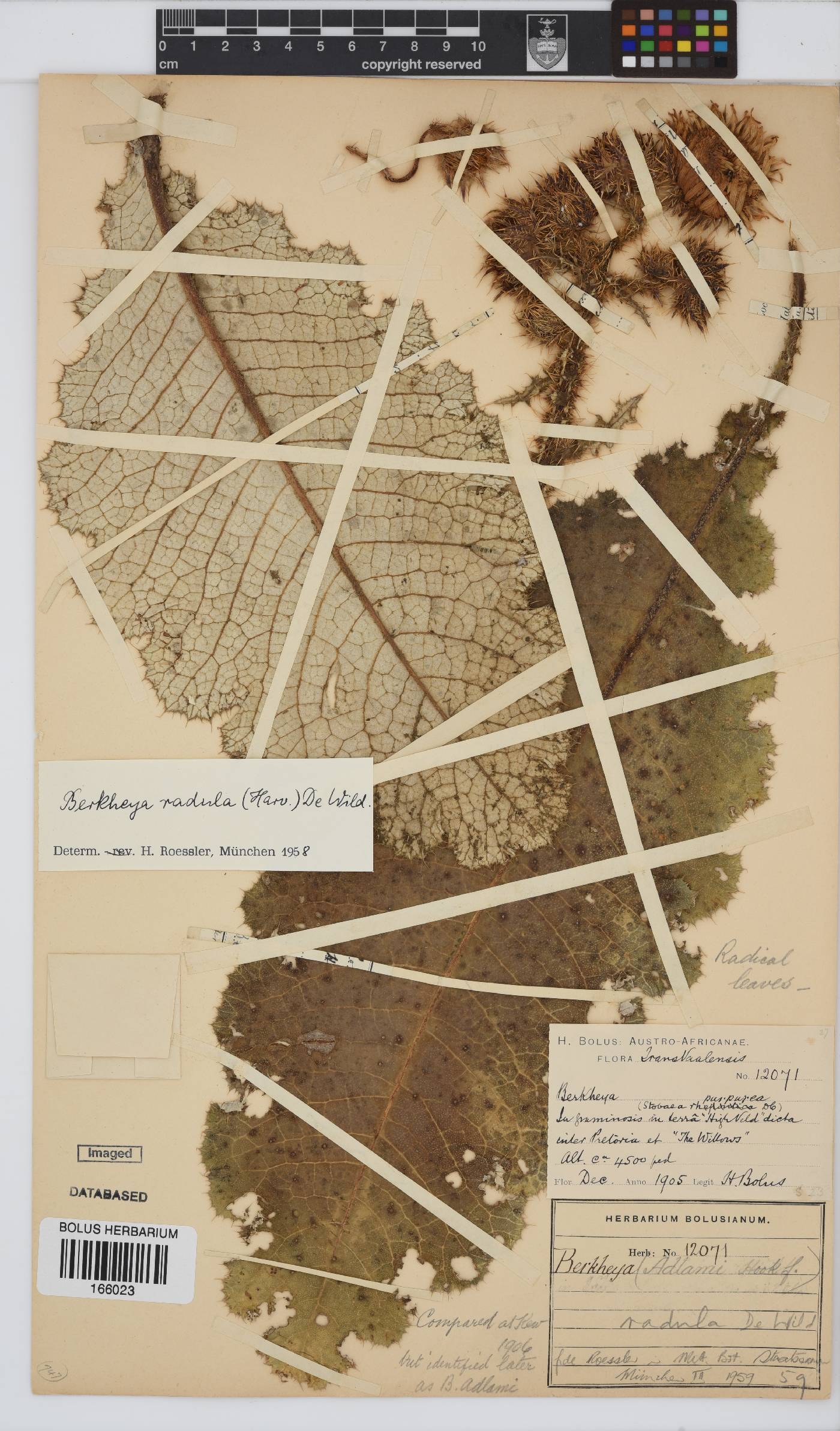 Berkheya radula image