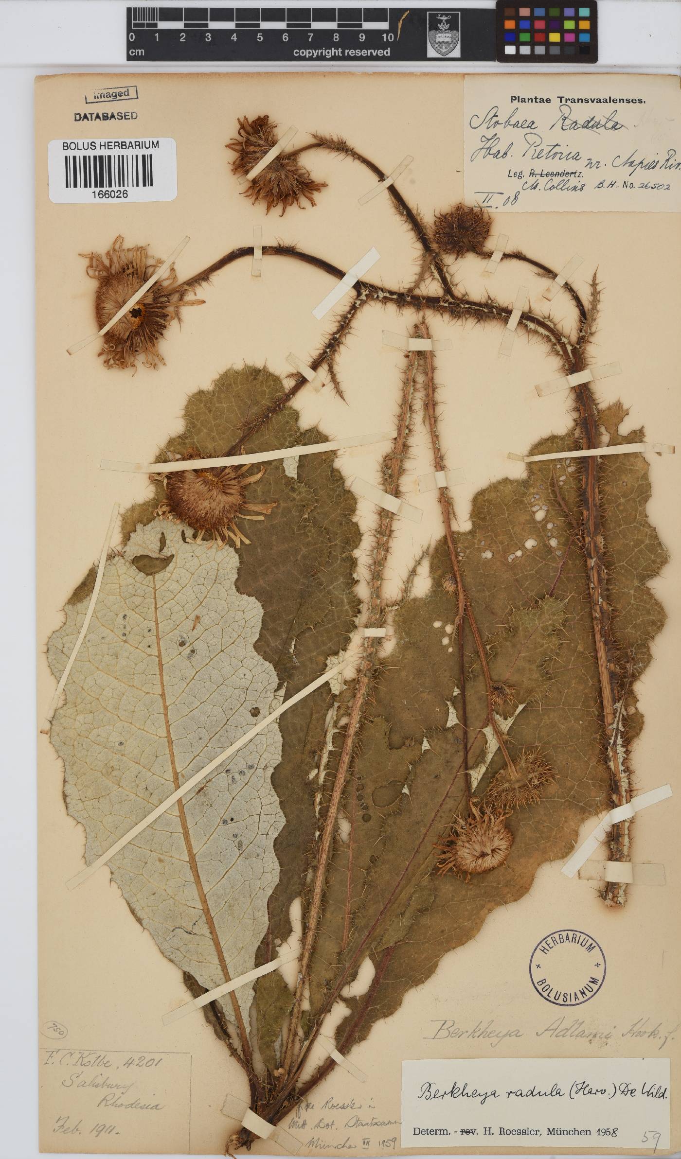 Berkheya radula image