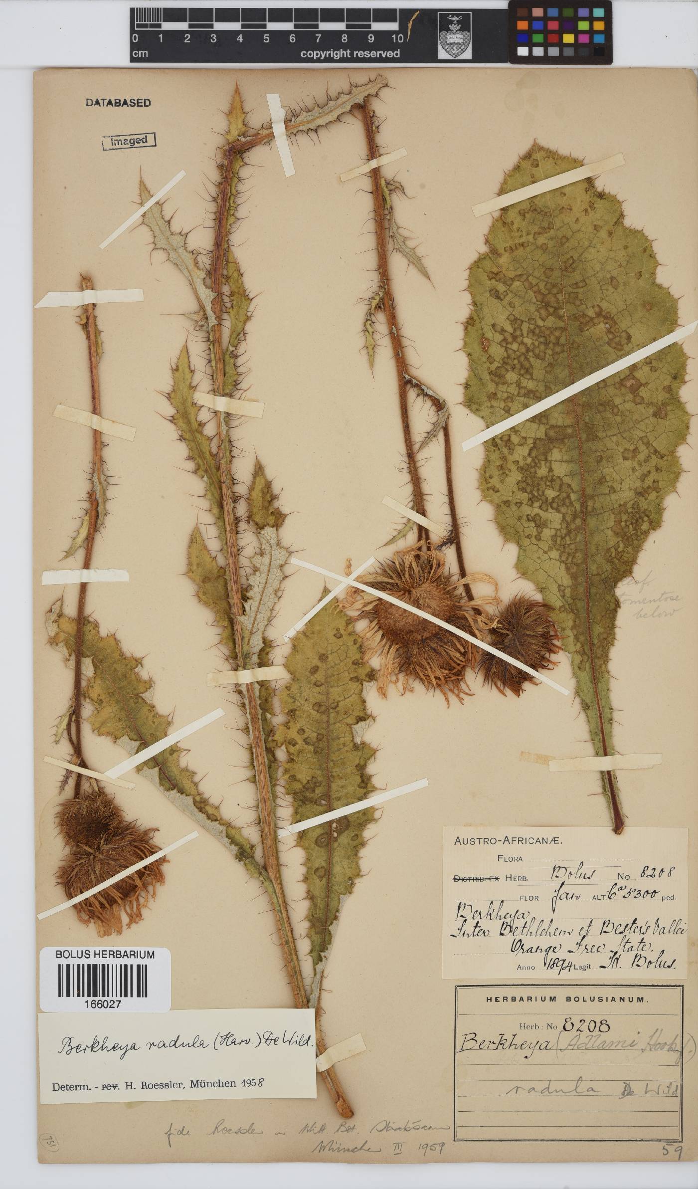 Berkheya radula image