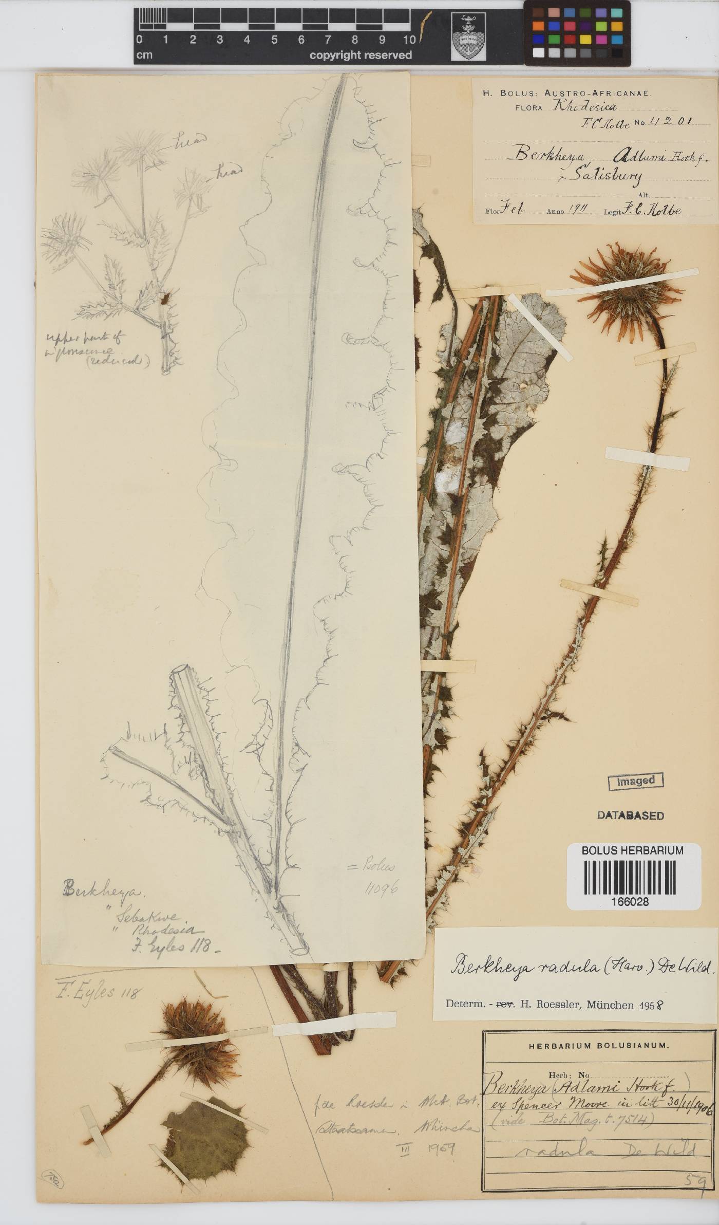 Berkheya radula image