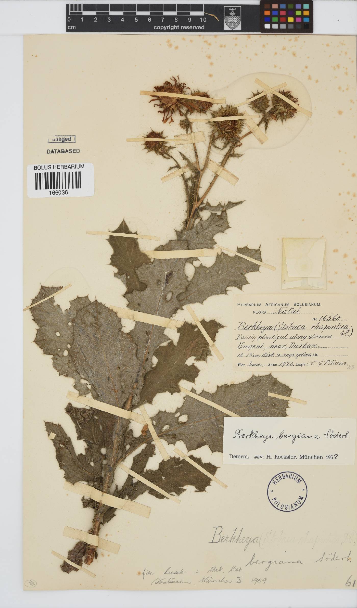 Berkheya bergiana image