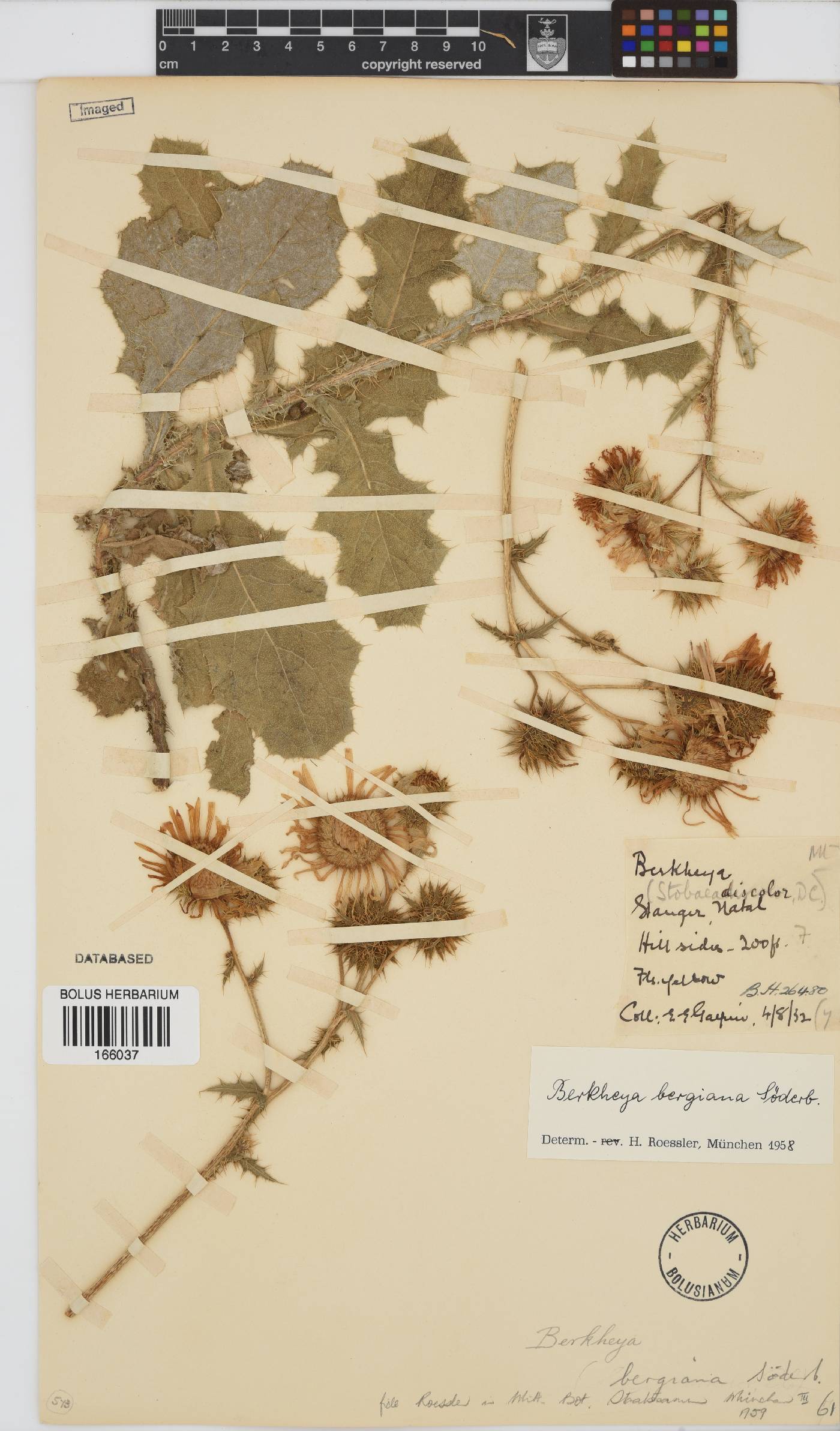 Berkheya bergiana image