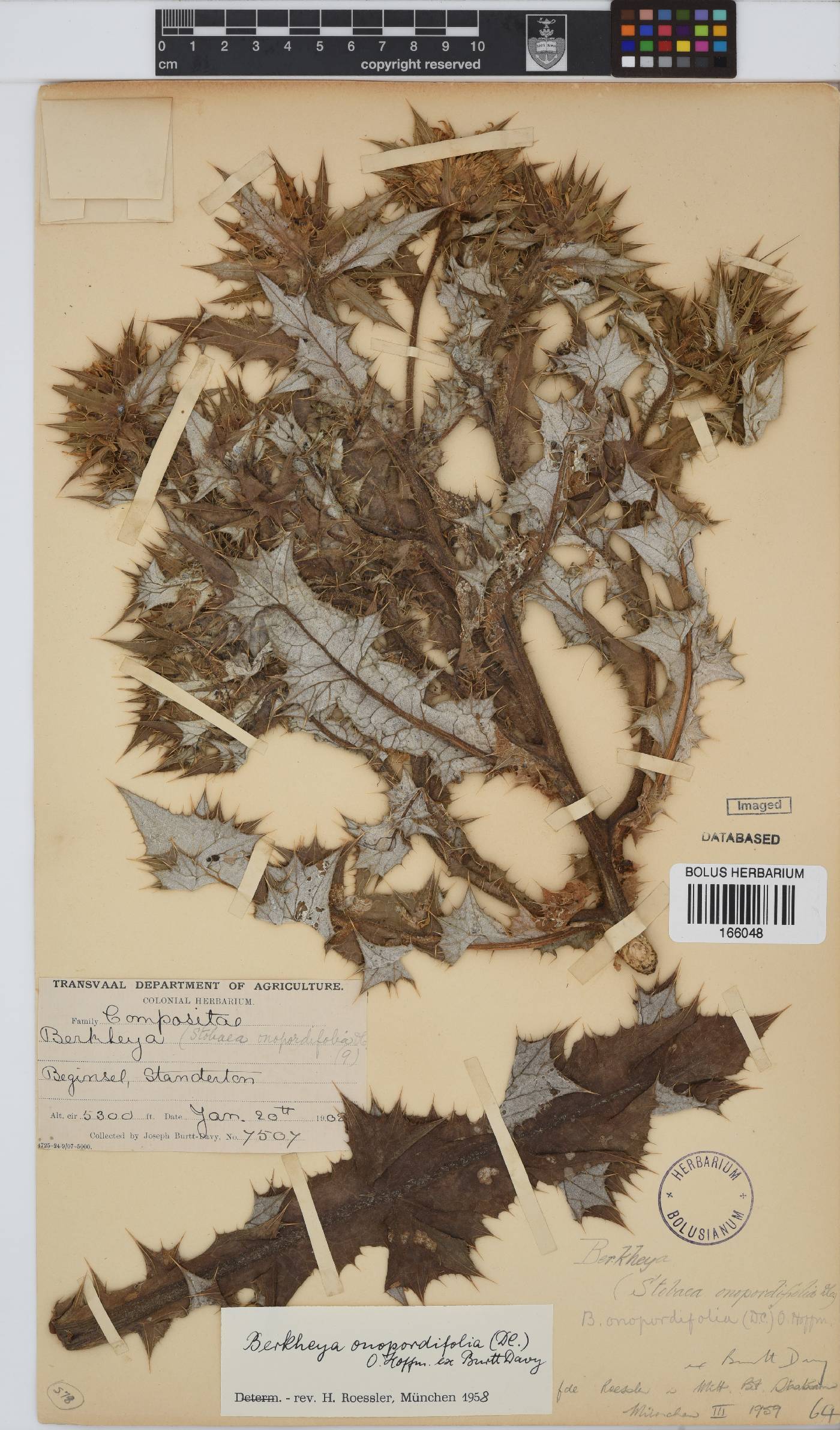 Berkheya onopordifolia image