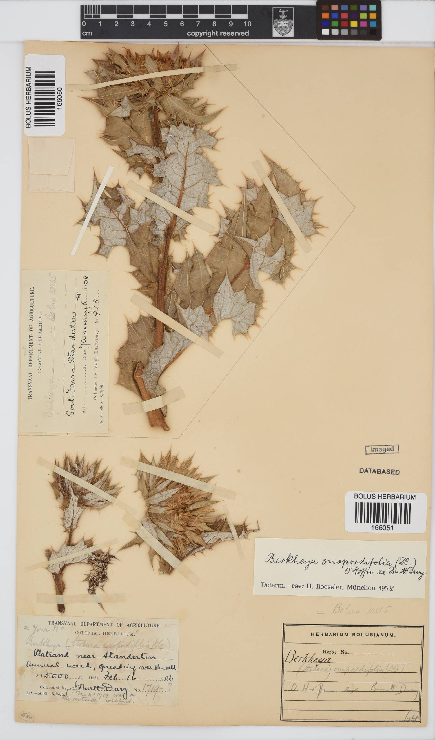 Berkheya onopordifolia var. onopordifolia image