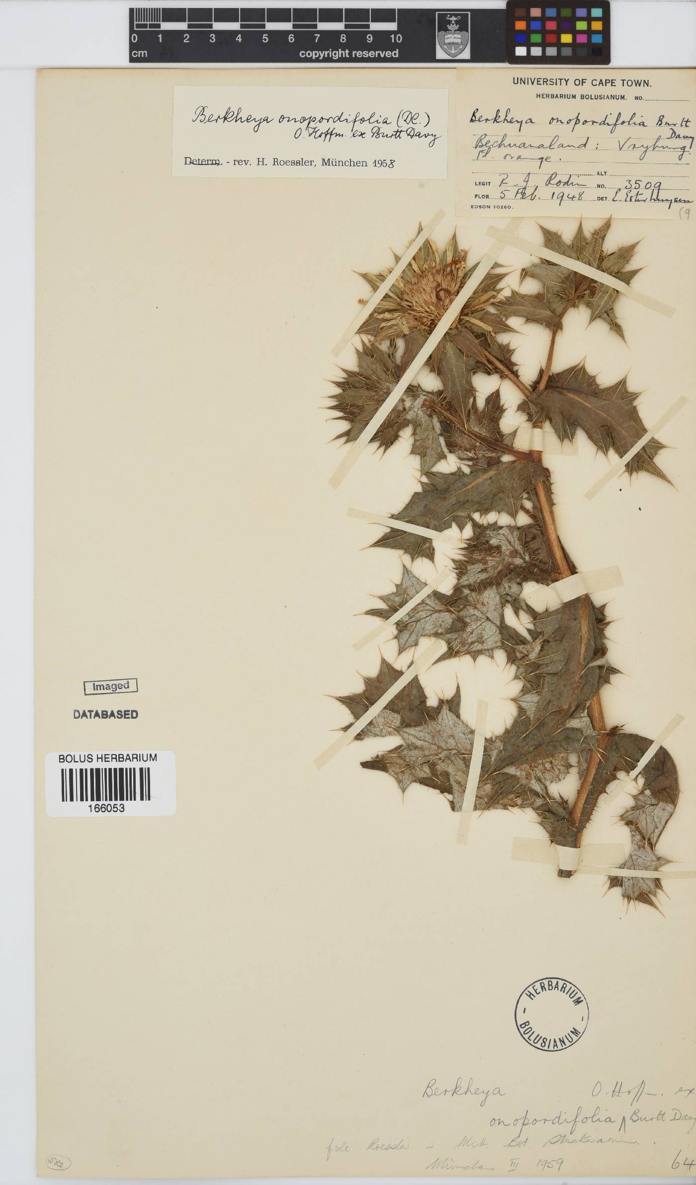 Berkheya onopordifolia var. onopordifolia image