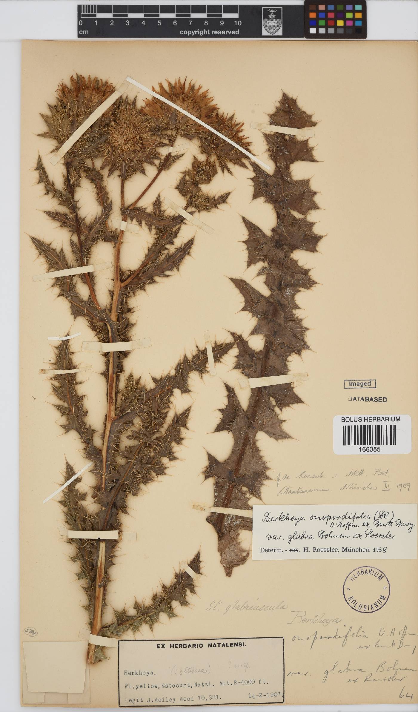 Berkheya onopordifolia var. glabra image