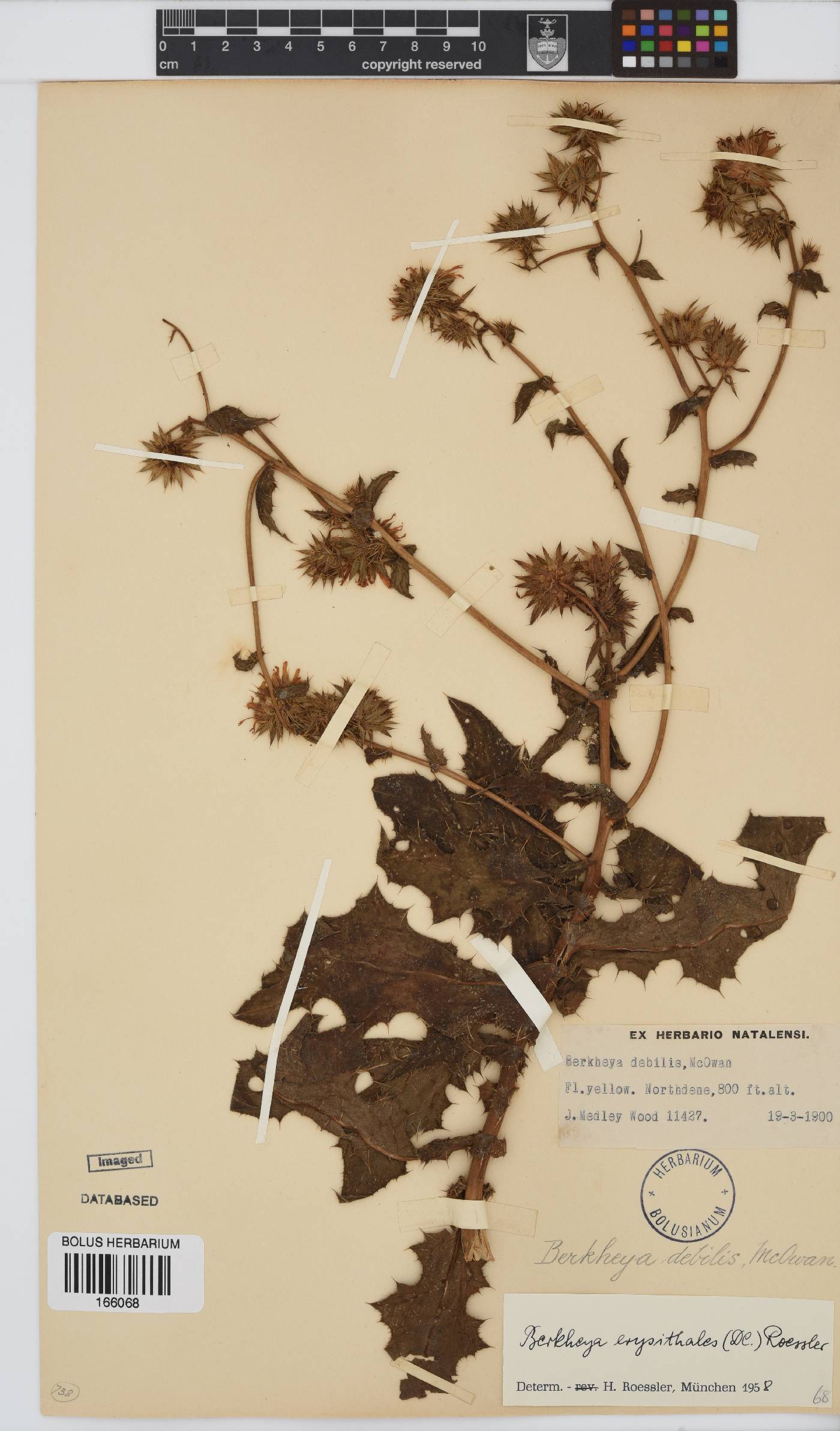 Berkheya erysithales image