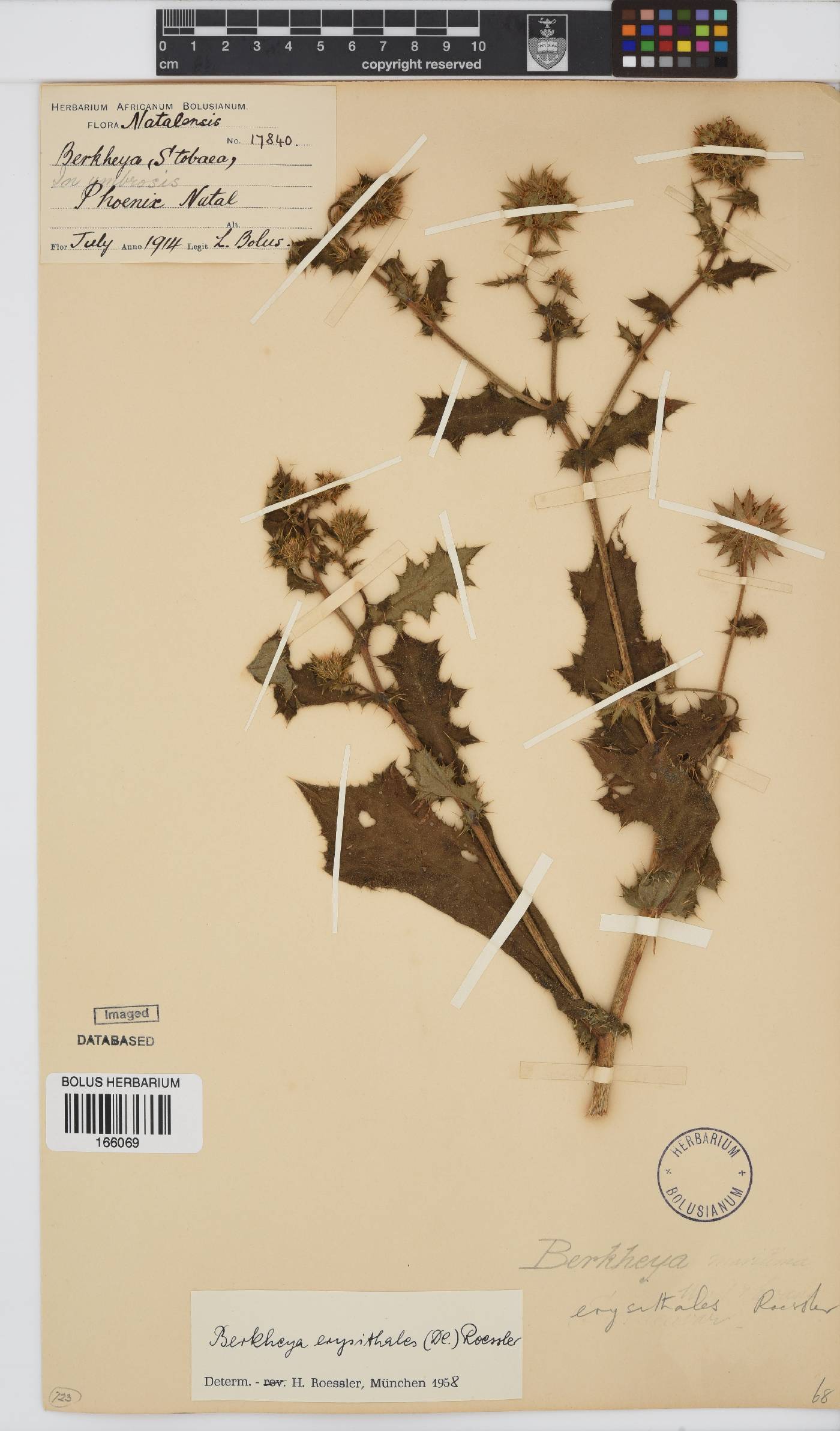 Berkheya erysithales image