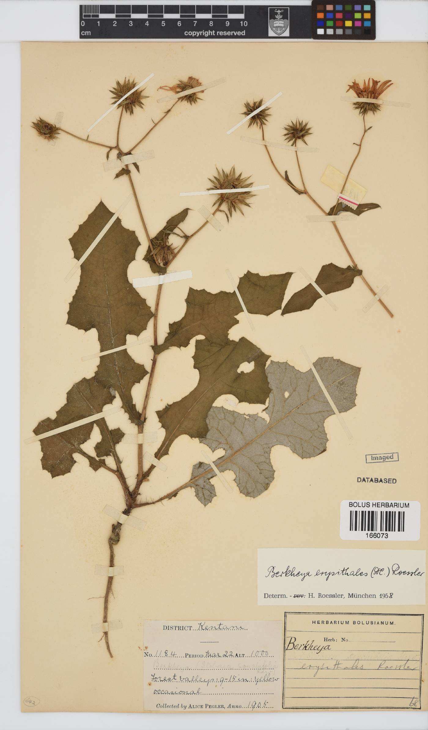 Berkheya erysithales image