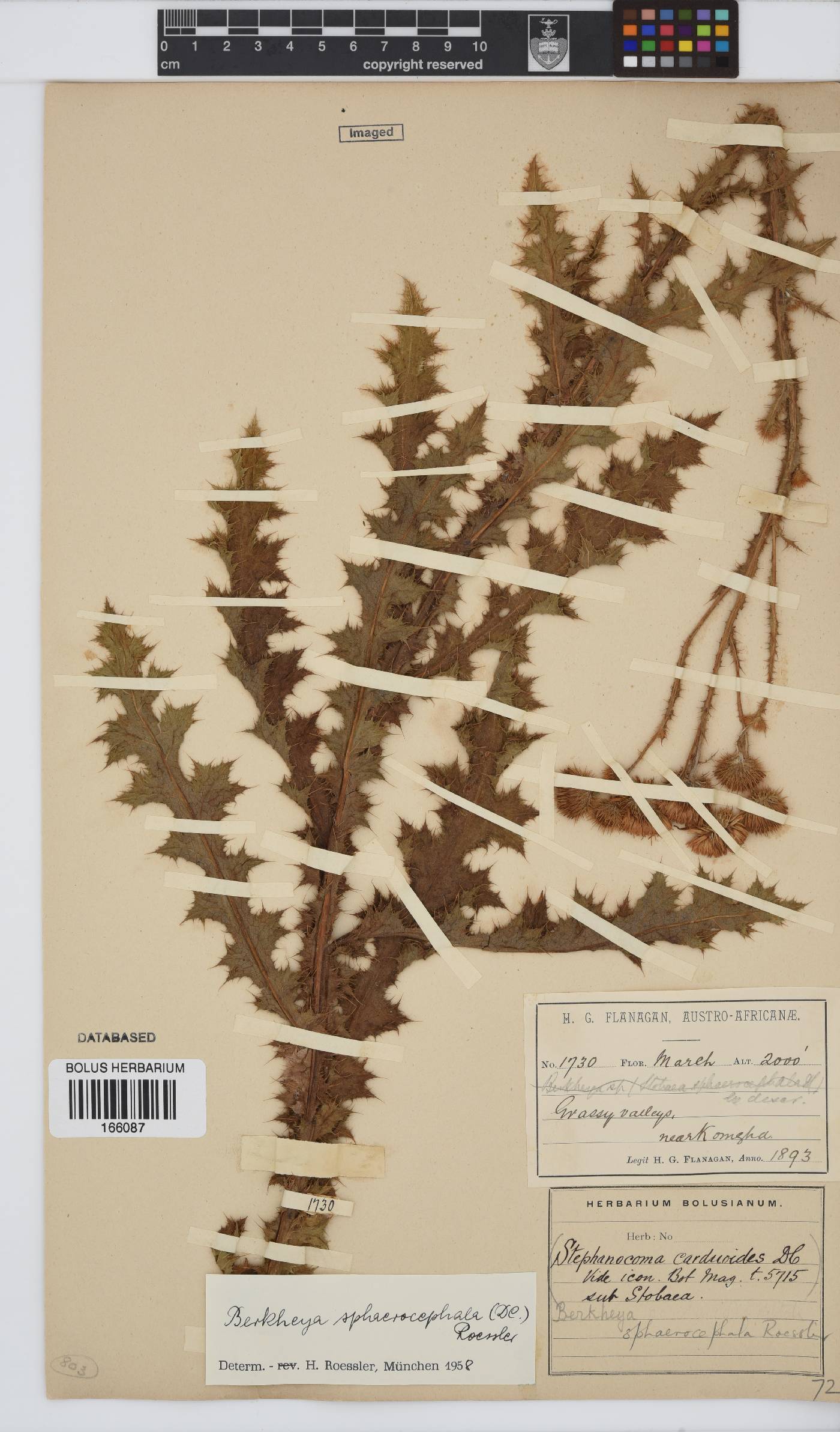 Berkheya sphaerocephala image