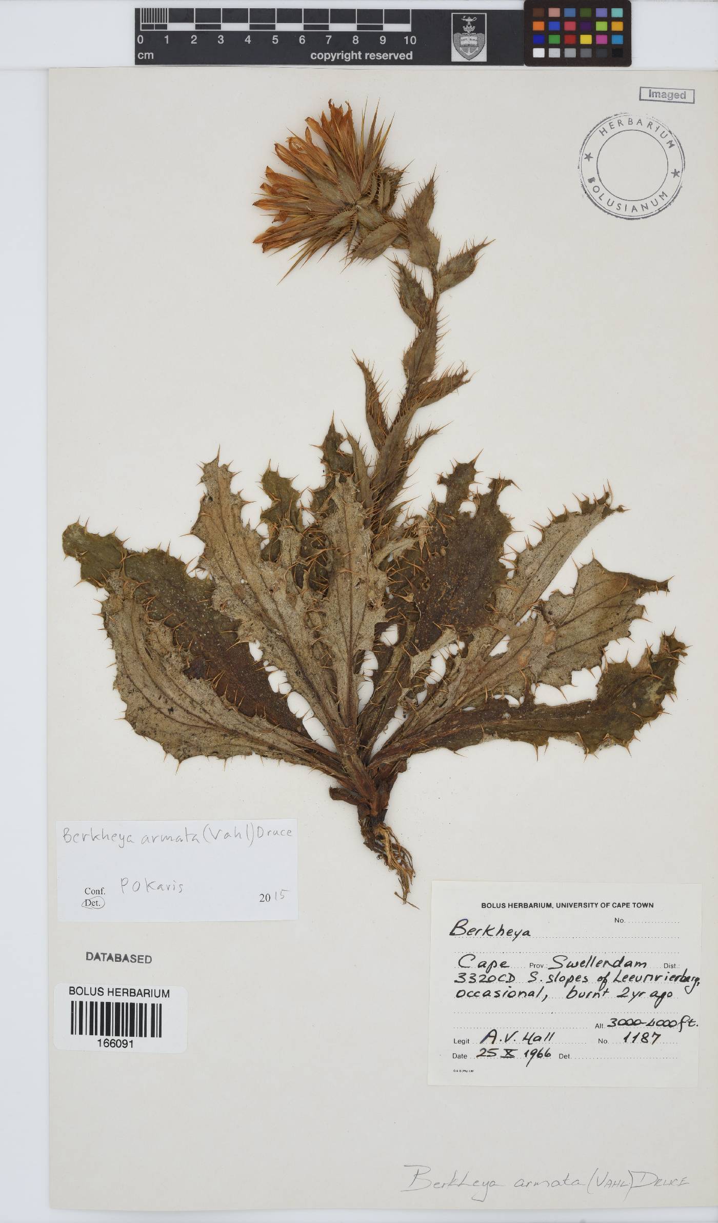Berkheya armata image