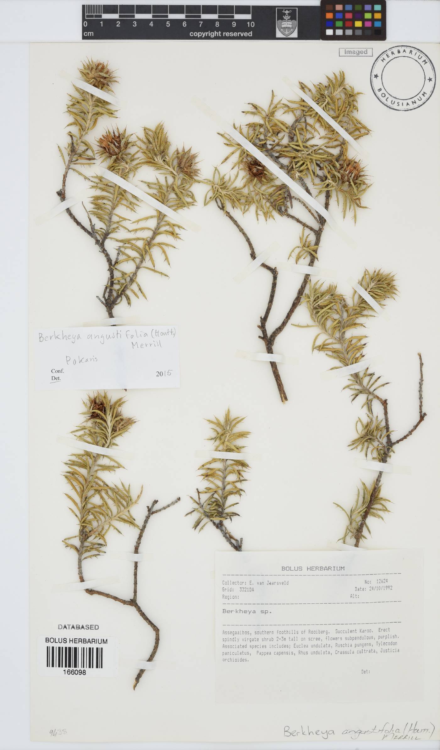 Berkheya angustifolia image