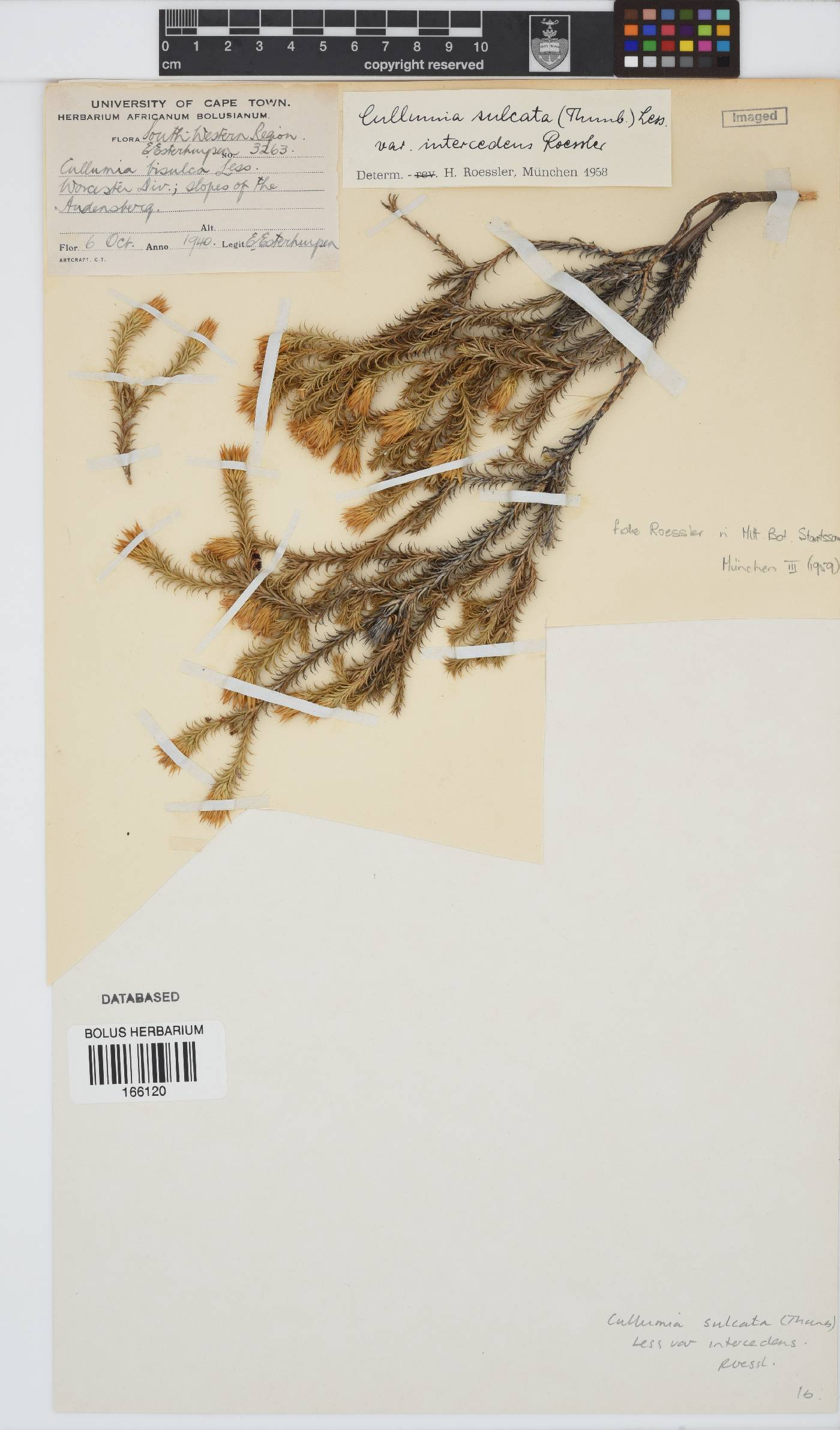 Cullumia sulcata image