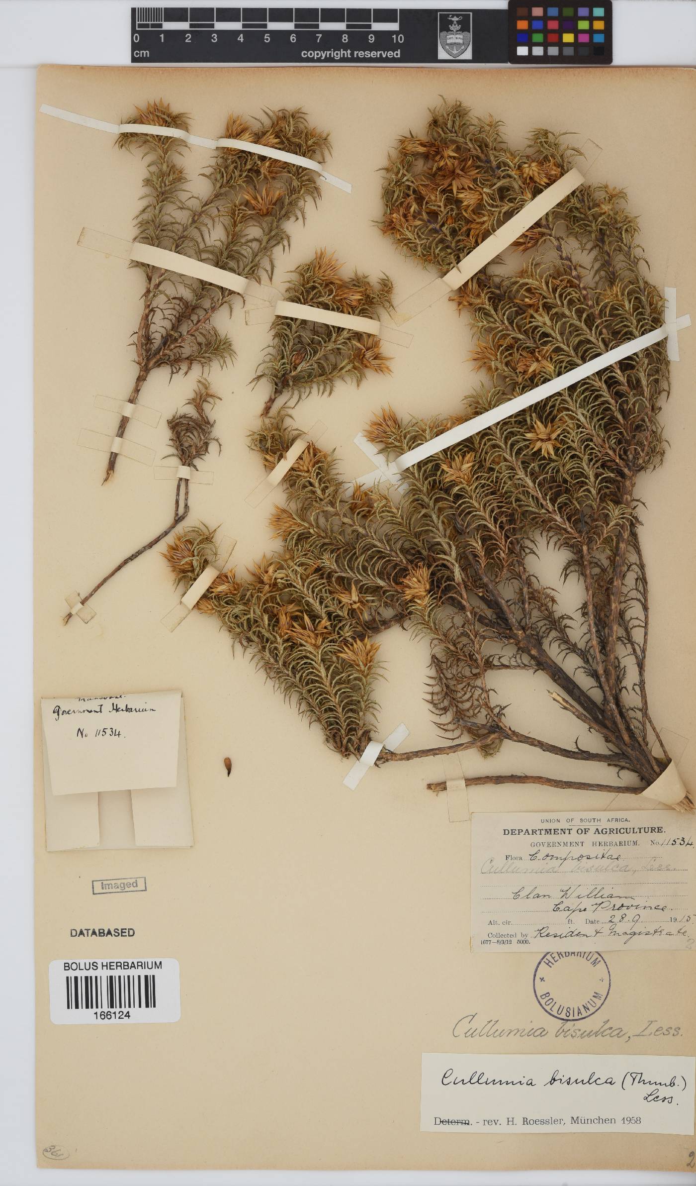 Cullumia bisulca image