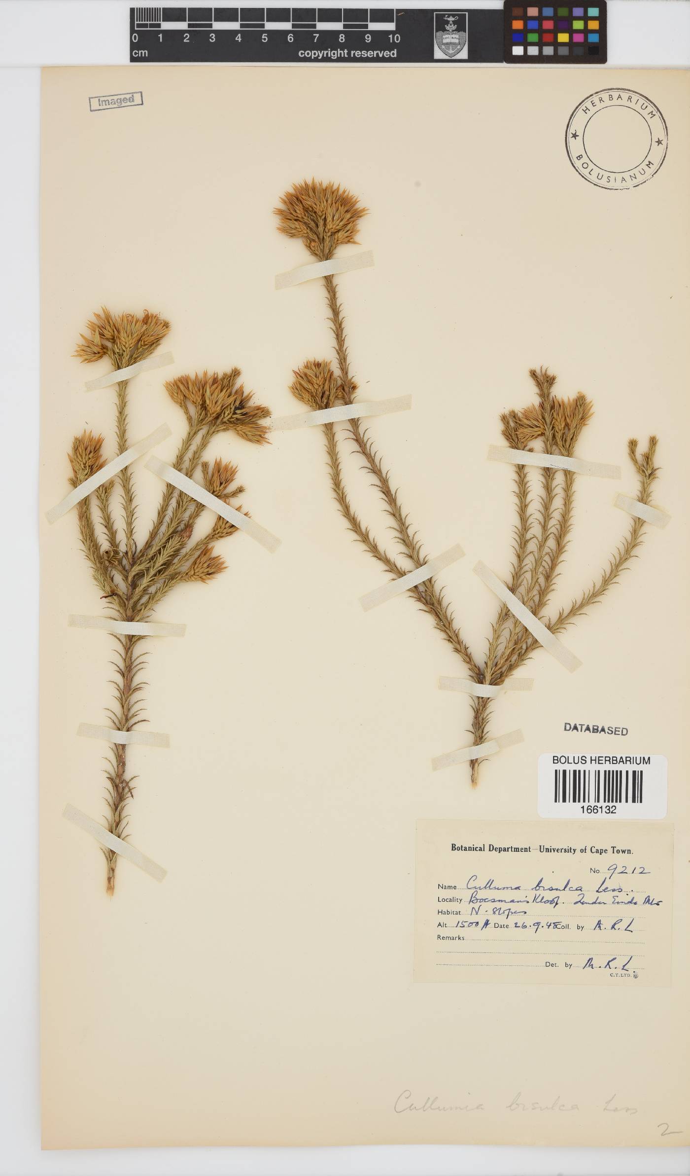 Cullumia bisulca image