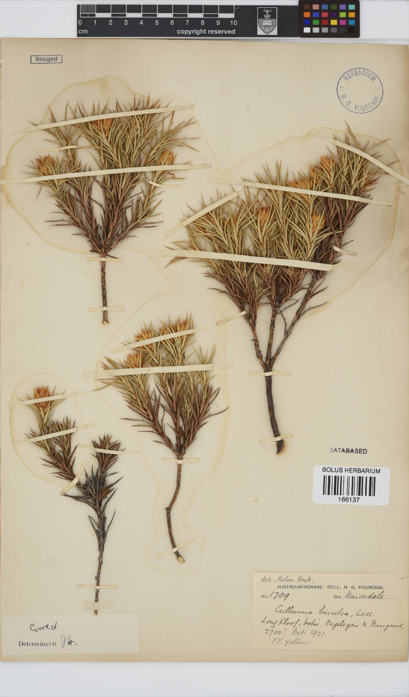 Cullumia bisulca image