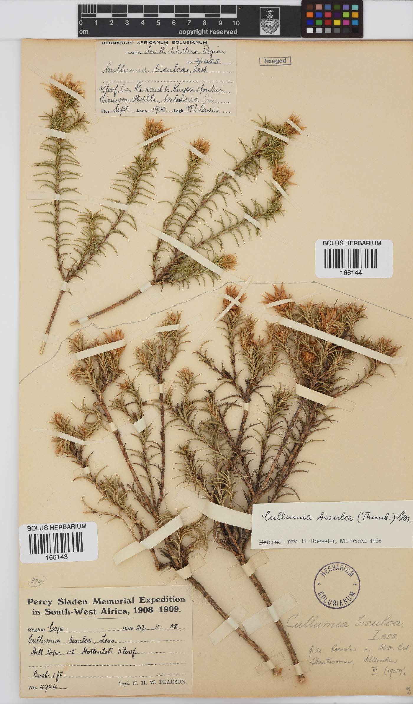 Cullumia bisulca image