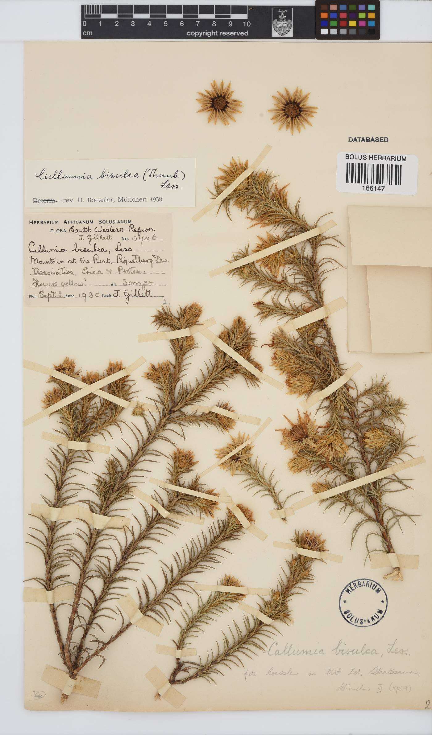 Cullumia bisulca image