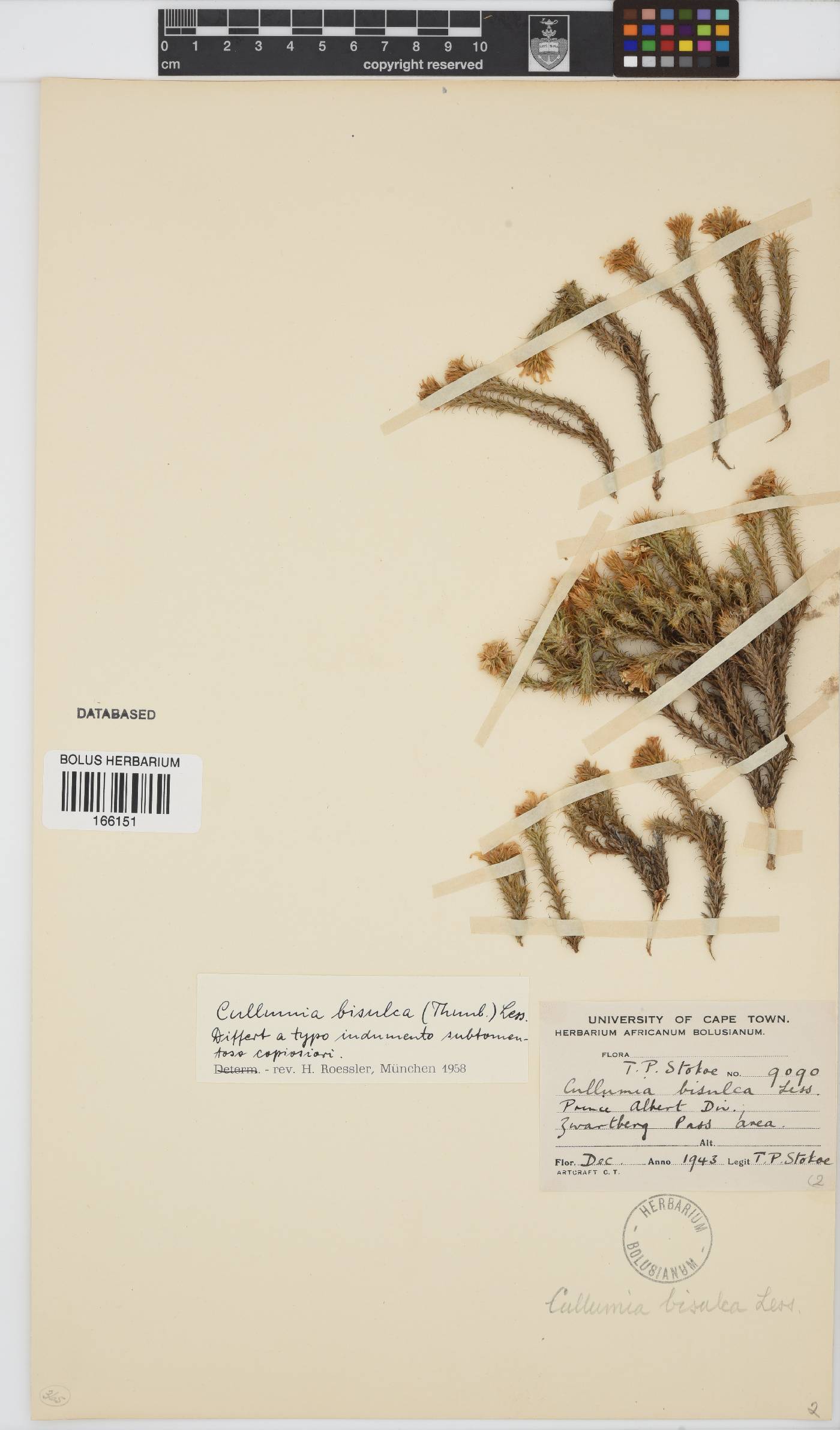 Cullumia bisulca image