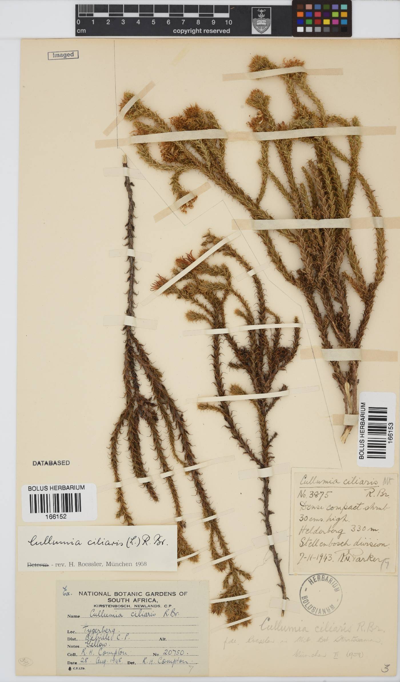 Cullumia reticulata image
