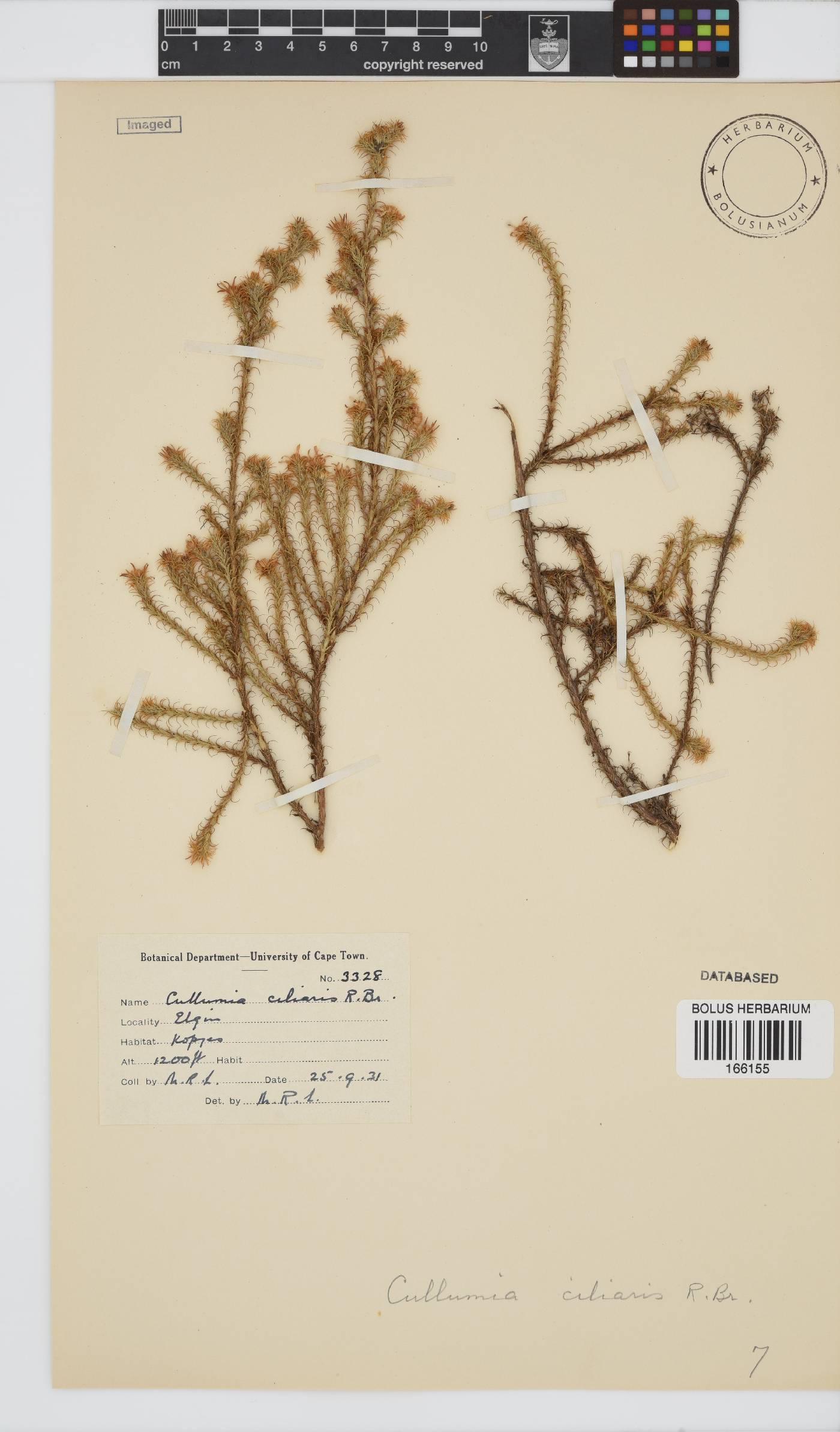 Cullumia reticulata image