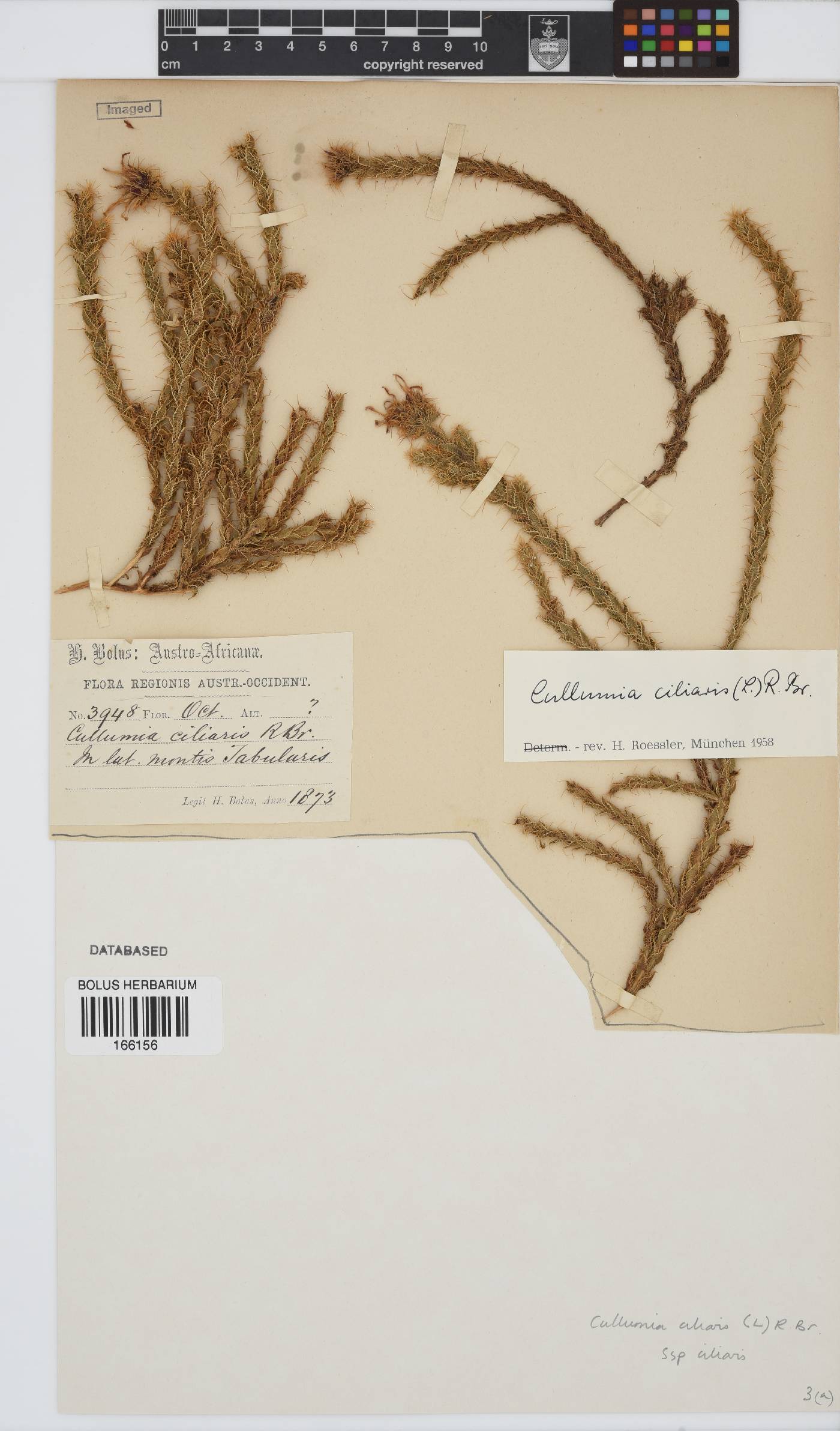 Cullumia reticulata image