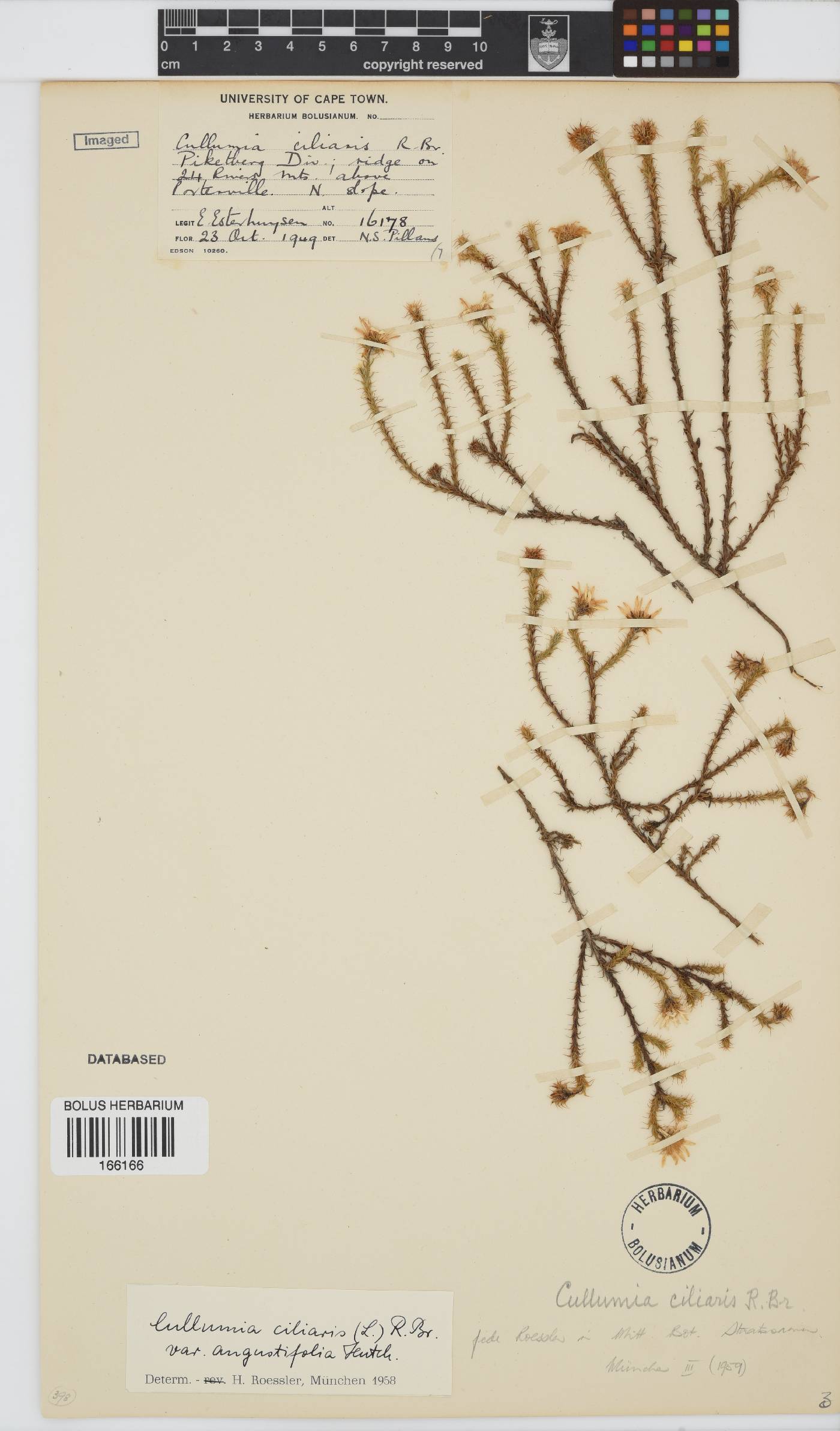 Cullumia reticulata image
