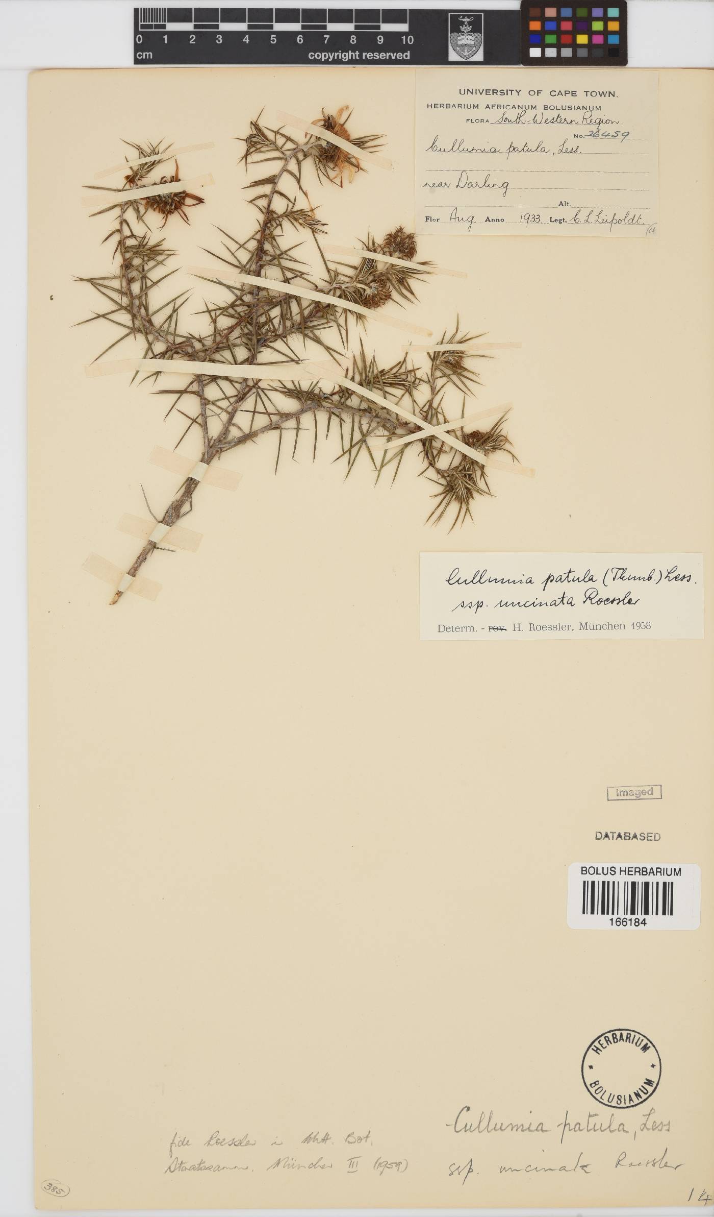 Cullumia patula subsp. uncinata image