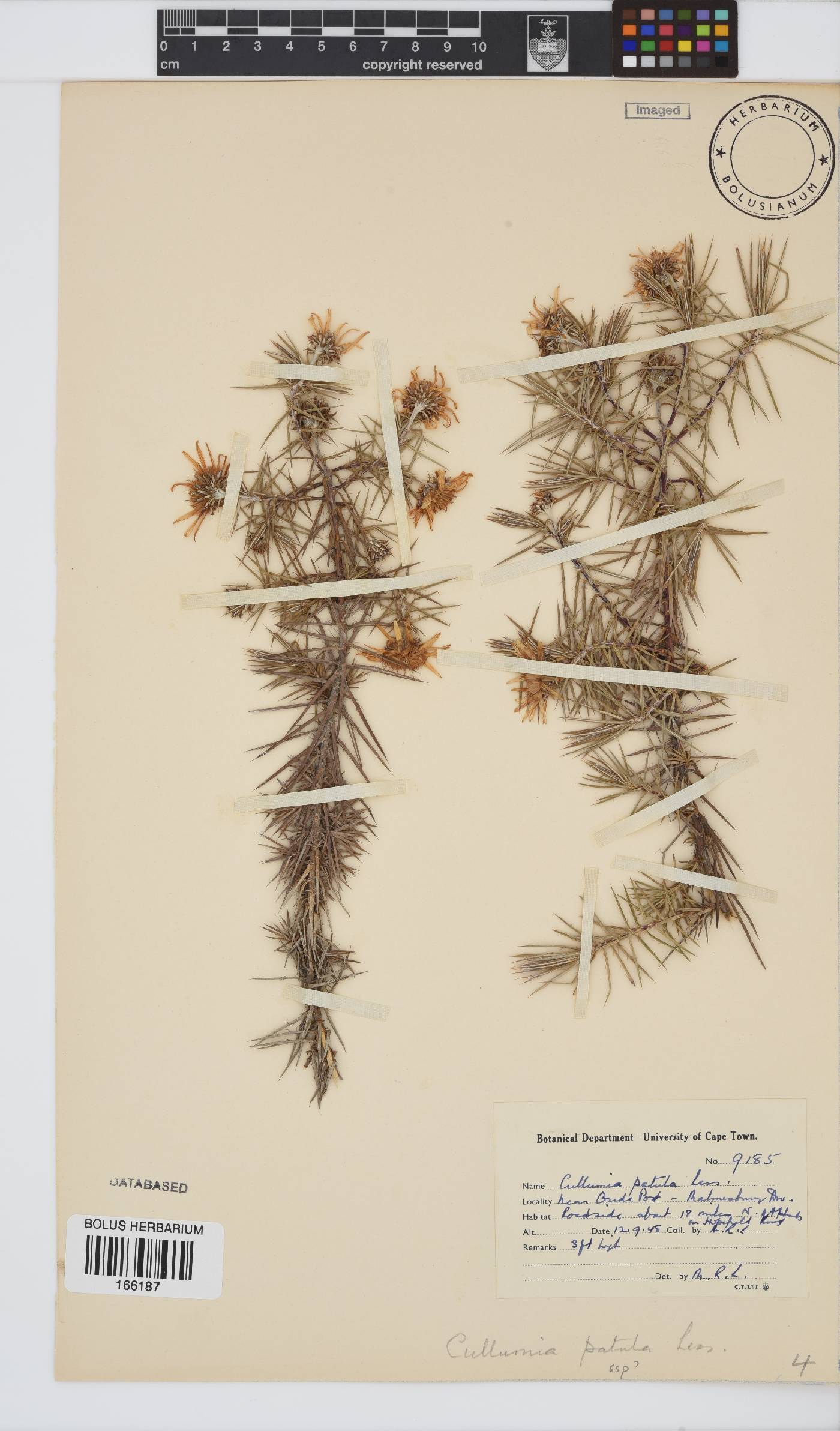 Cullumia patula image