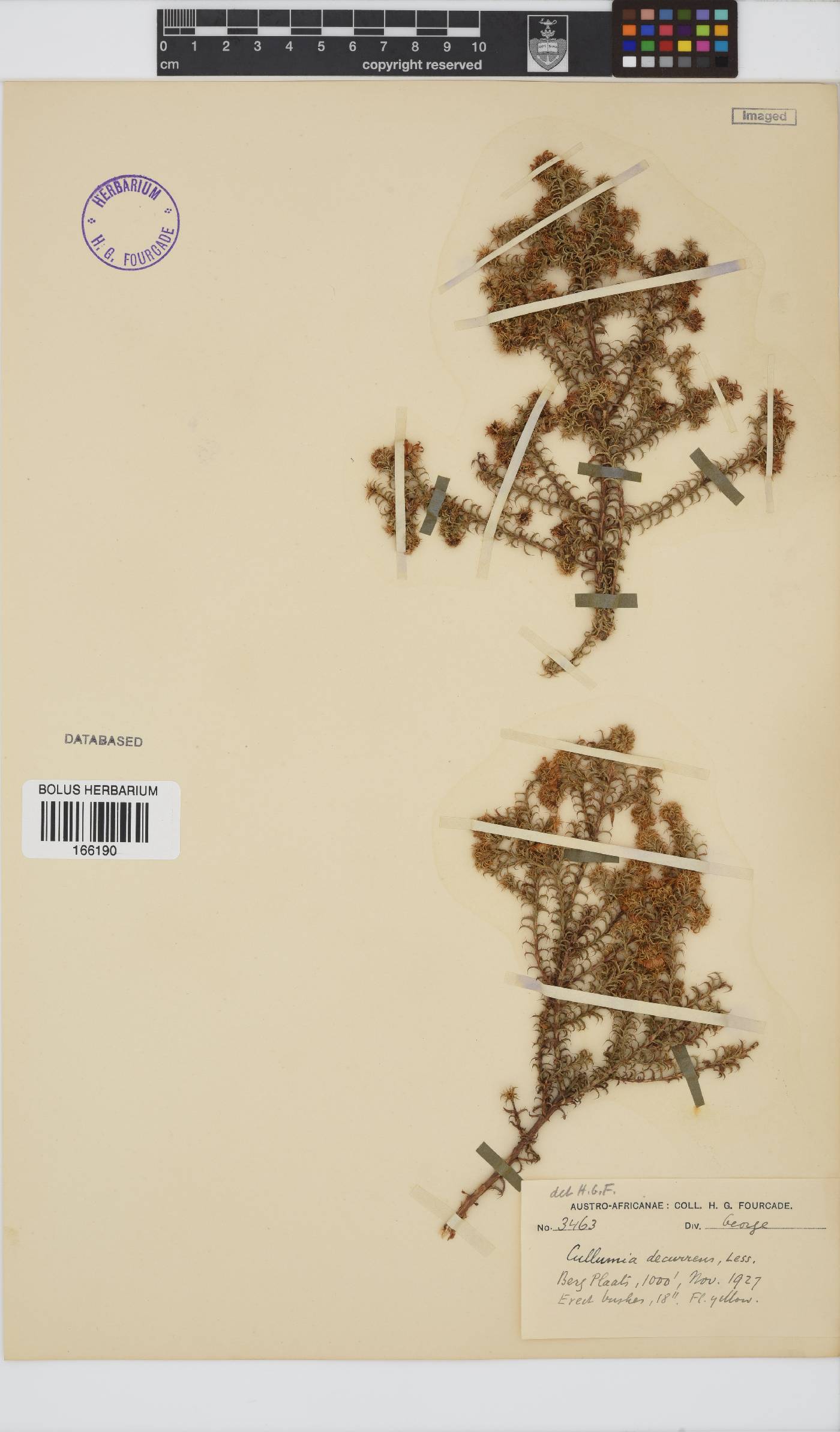 Cullumia decurrens image