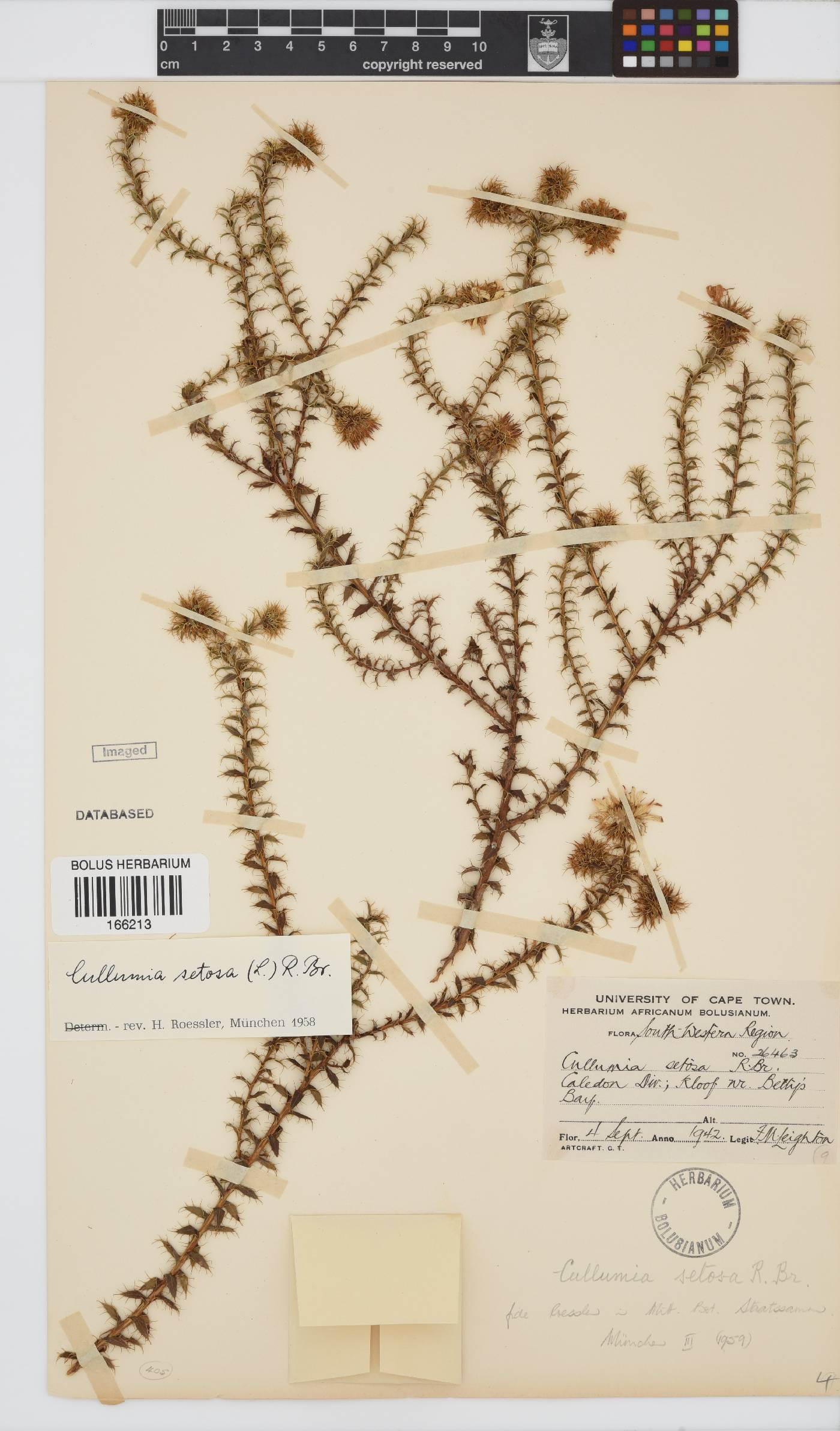 Cullumia setosa var. setosa image