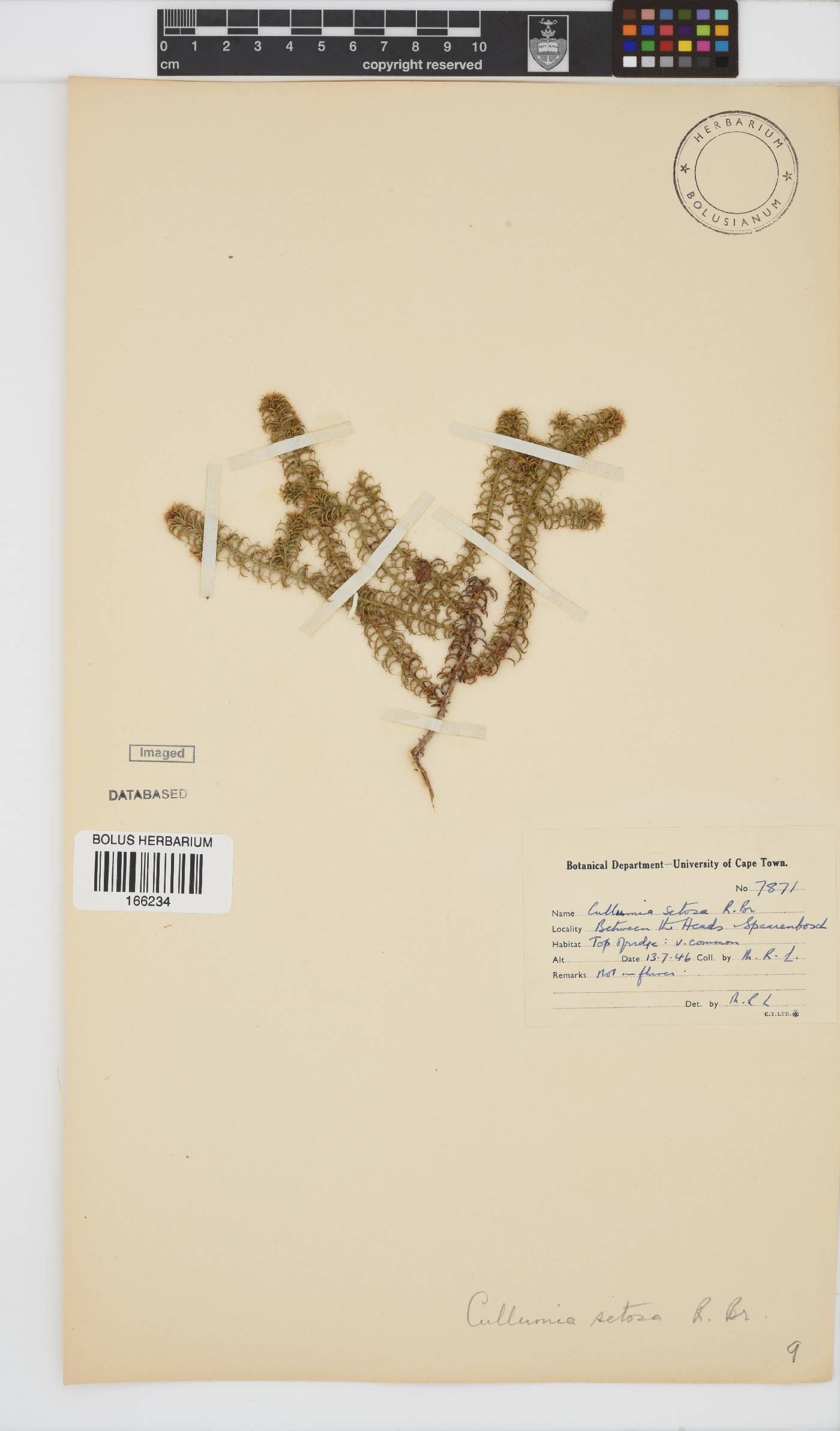 Cullumia setosa image