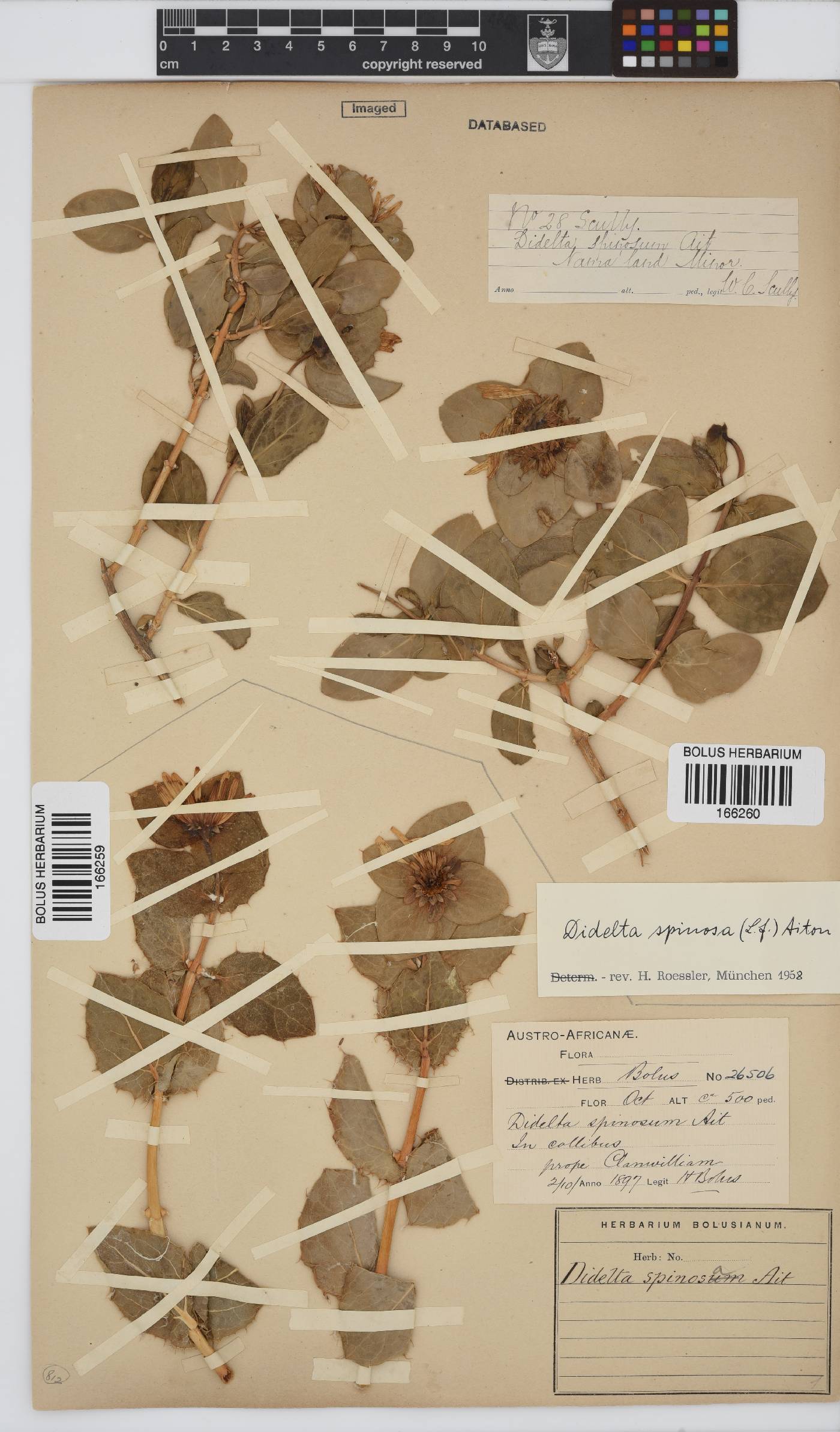 Didelta spinosa image