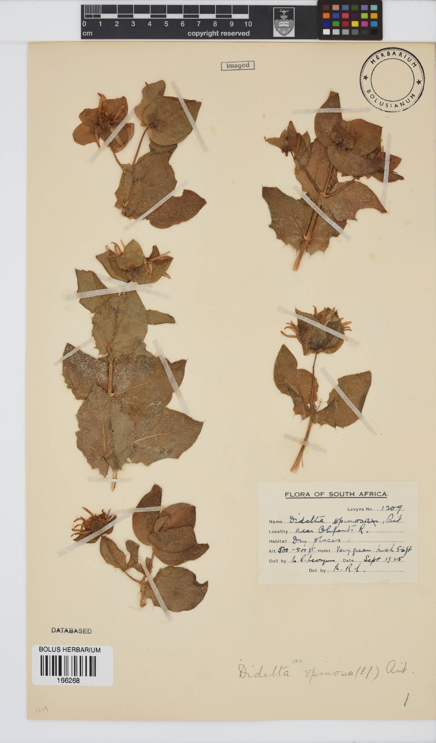 Didelta spinosa image