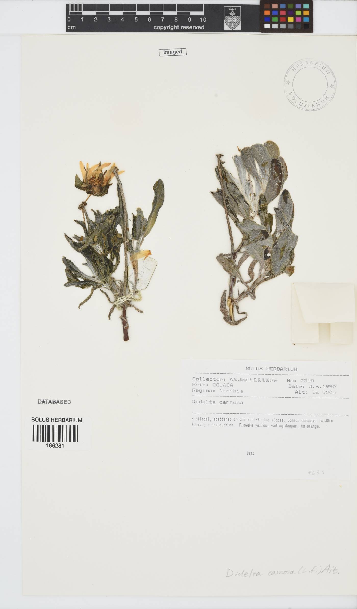 Didelta carnosa var. carnosa image