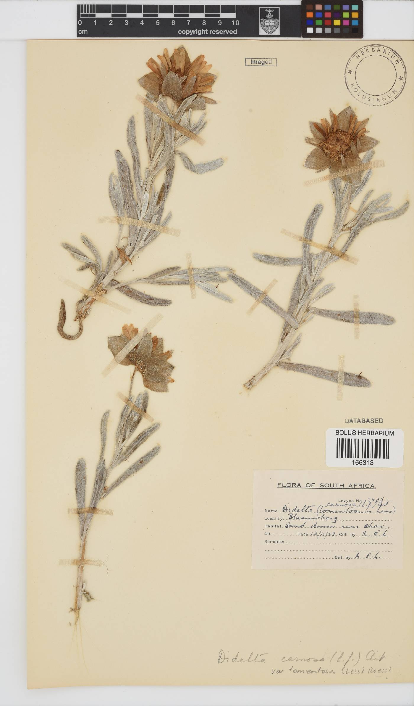 Didelta carnosa var. tomentosa image