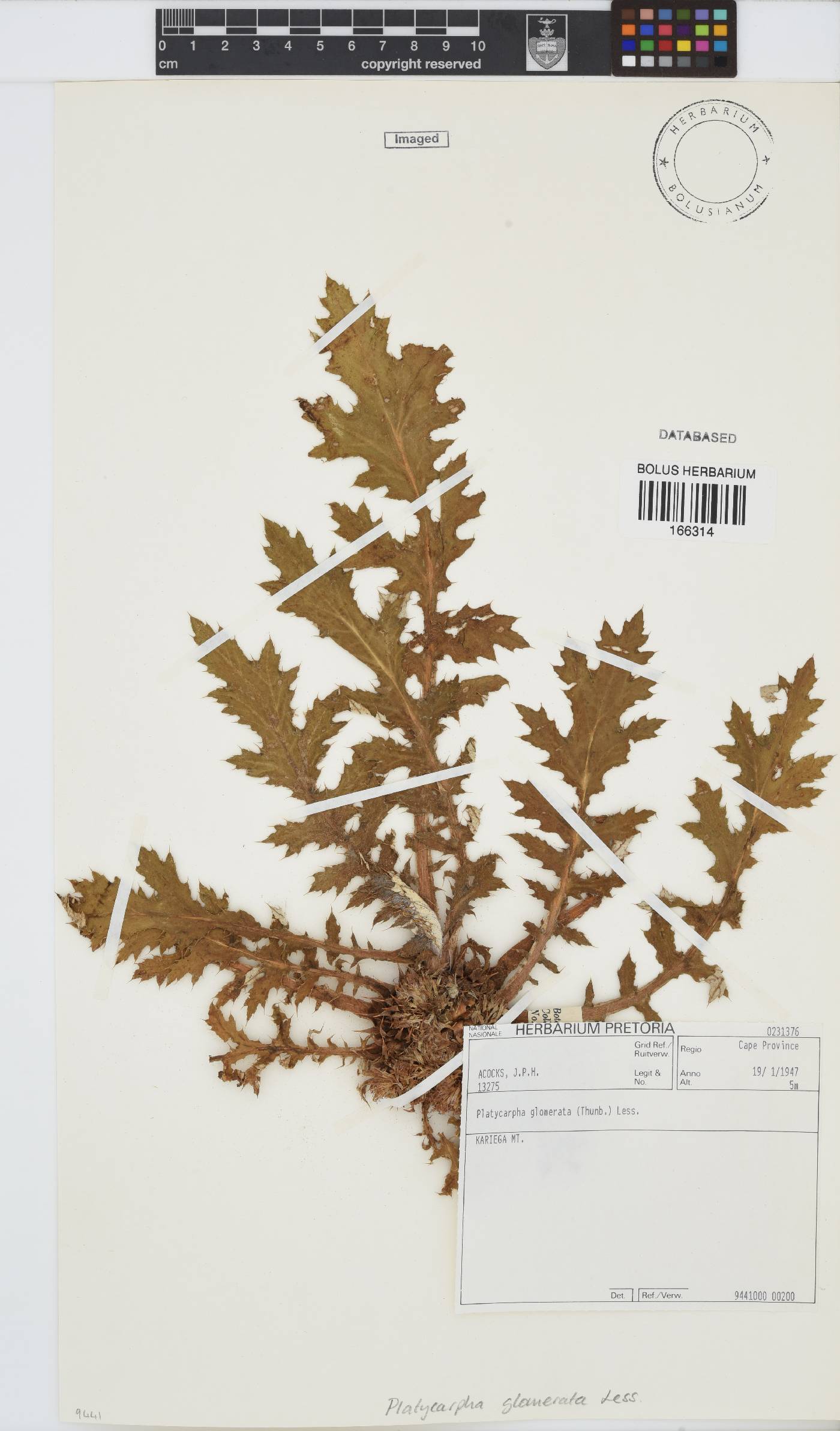 Platycarpha glomerata image