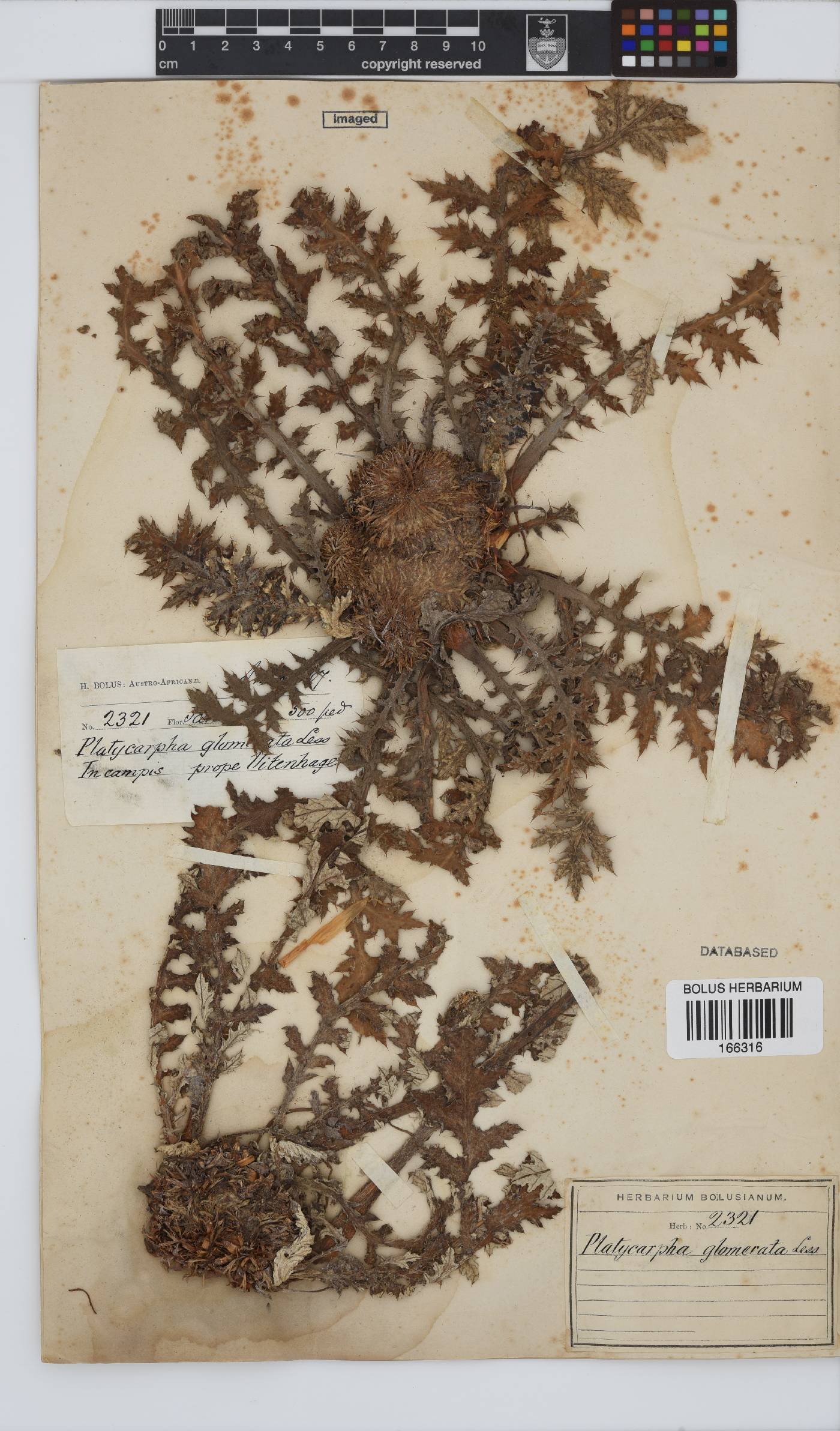 Platycarpha glomerata image