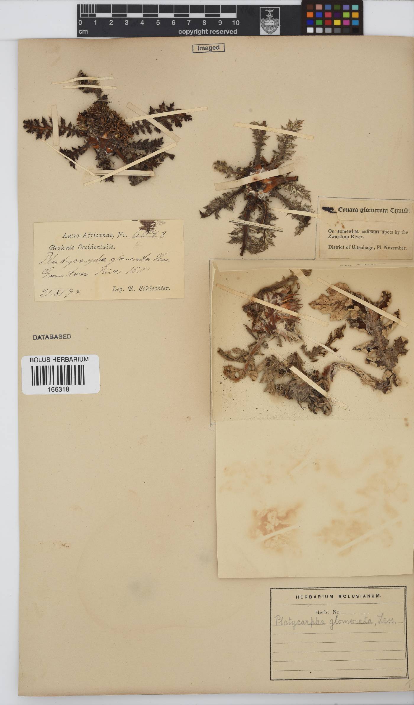 Platycarpha glomerata image